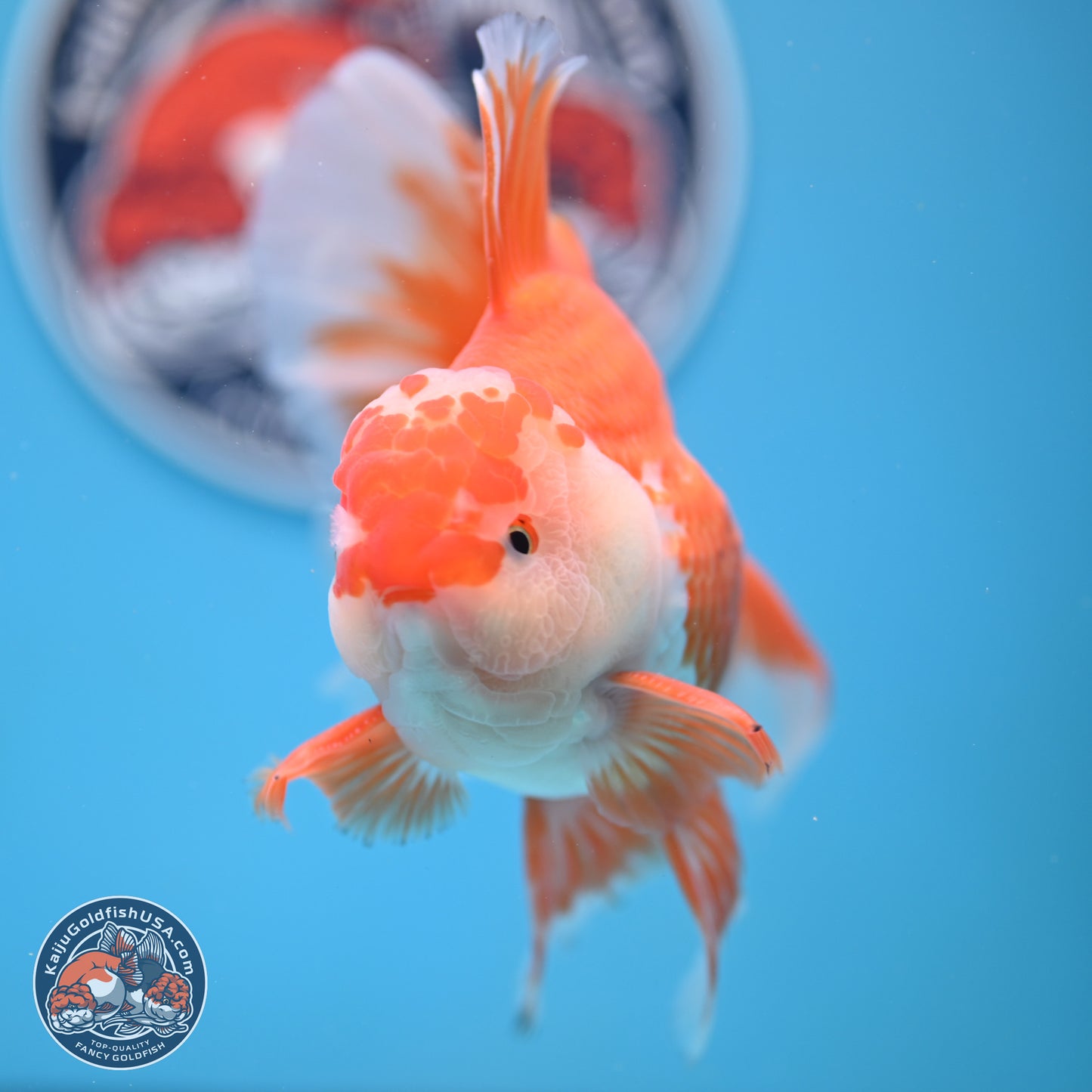 Red White Orchid Tail Oranda 4-6 inches (240906_OR04) - Kaiju Goldfish USA