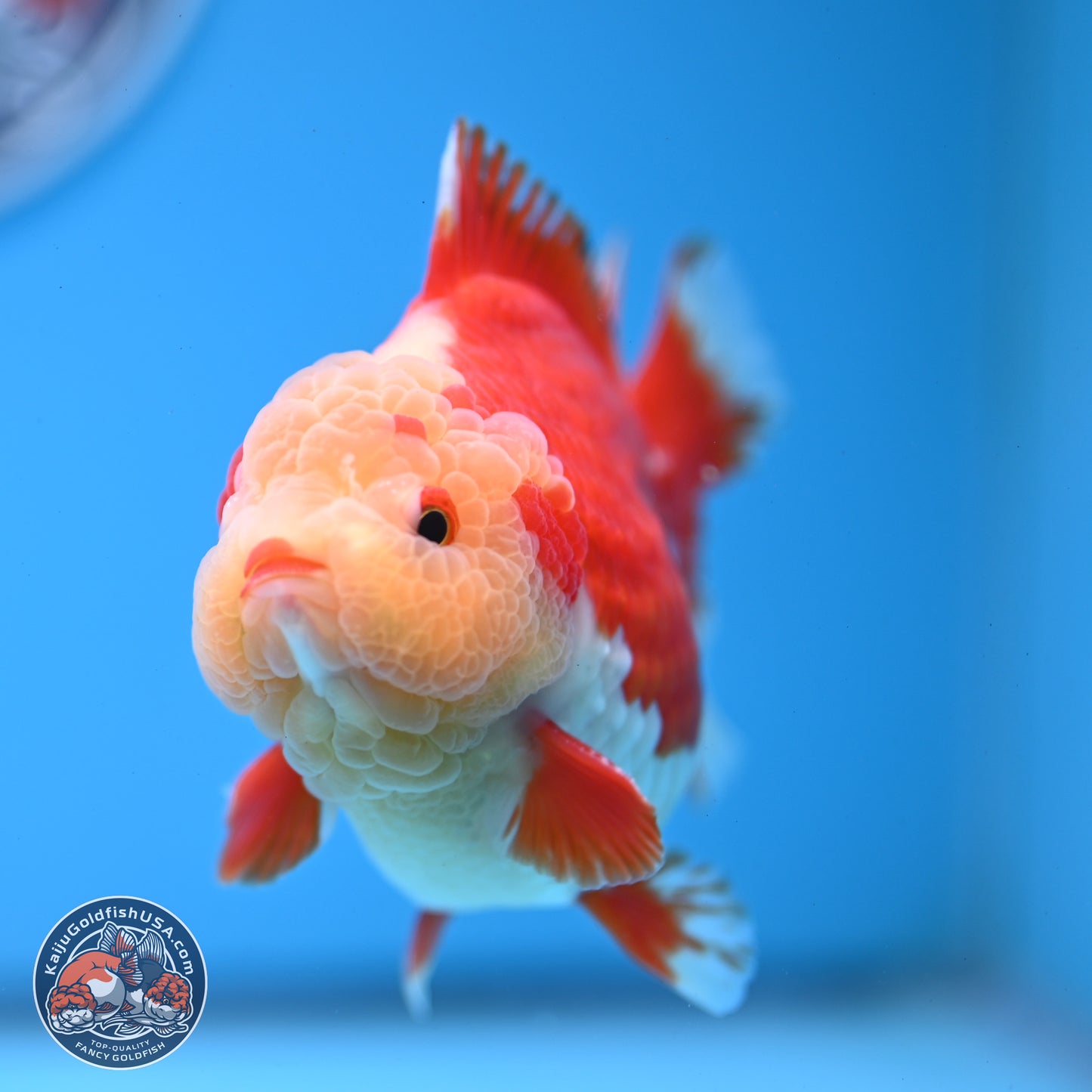 Jade Head Red White YuanBao Oranda 3.5 inches Body - Male (250228_OR04)