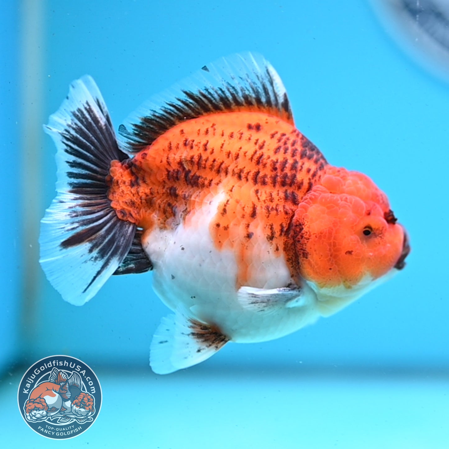 Shogun Tiger Oranda 3.5 inches Body - Male (250418_OR04)