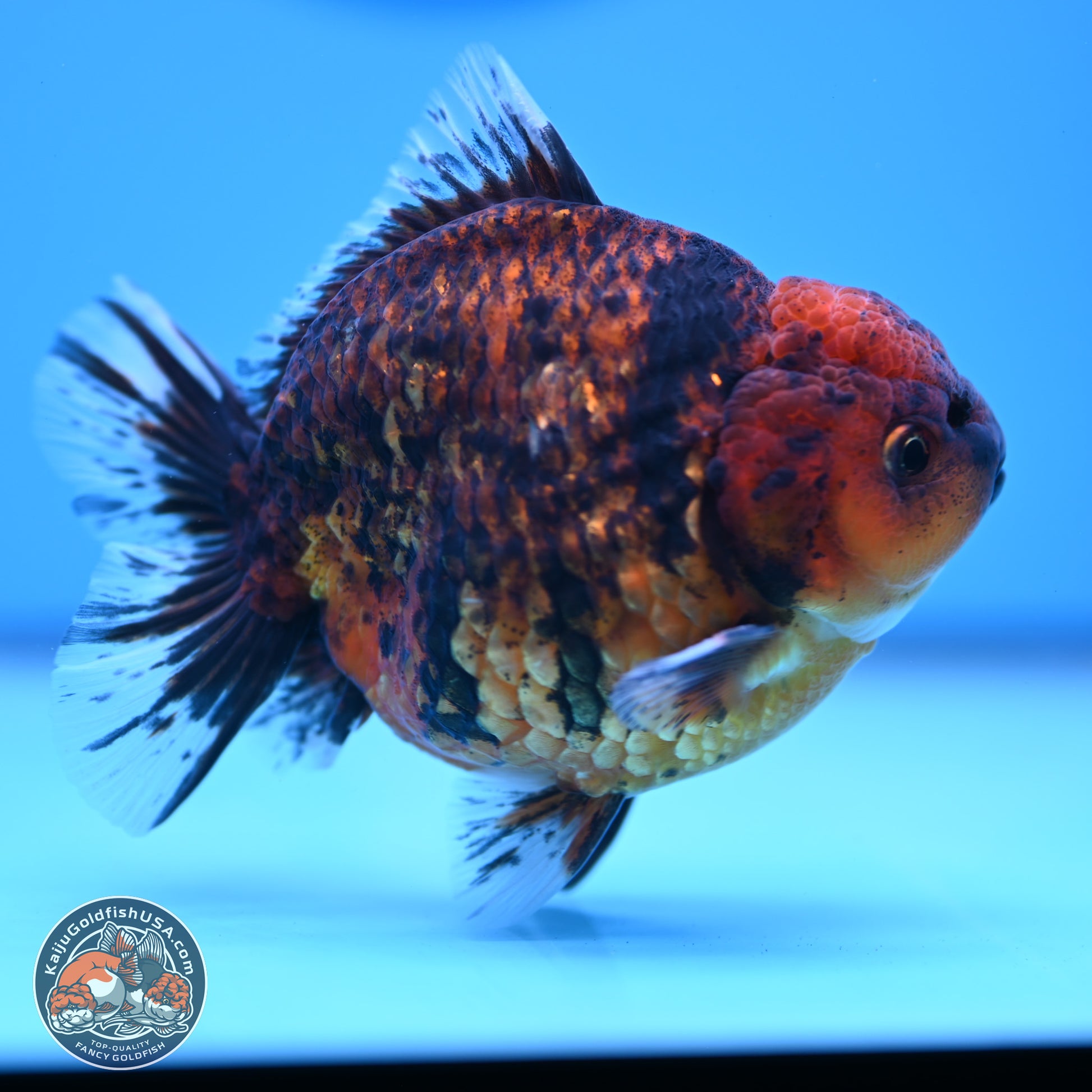 Shogun Tiger Oranda 3.75-4.5 inches (241004_OR04) - Kaiju Goldfish USA