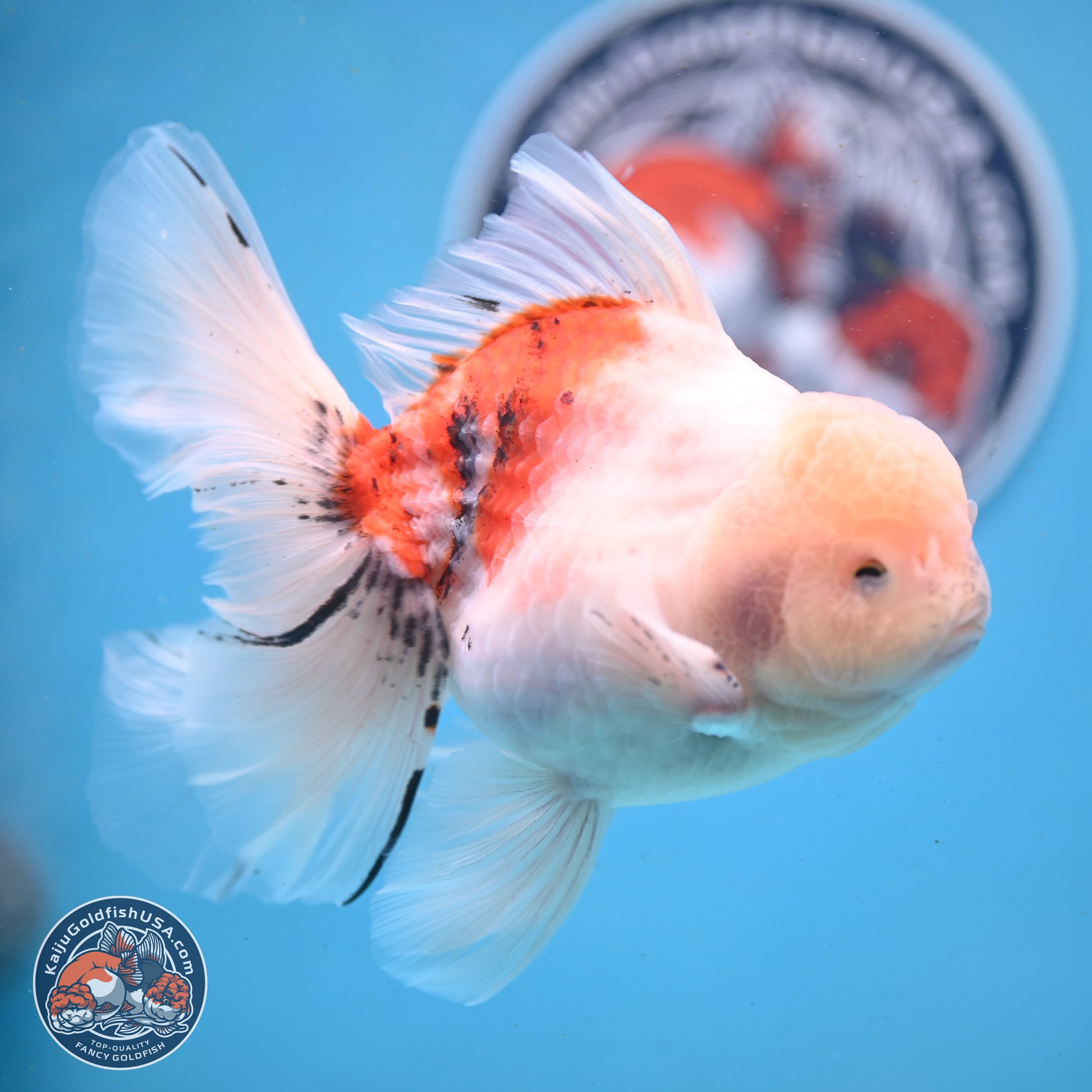 Calico Rose Tail Oranda 6 inches - Male (241122_OR04) - Kaiju Goldfish USA