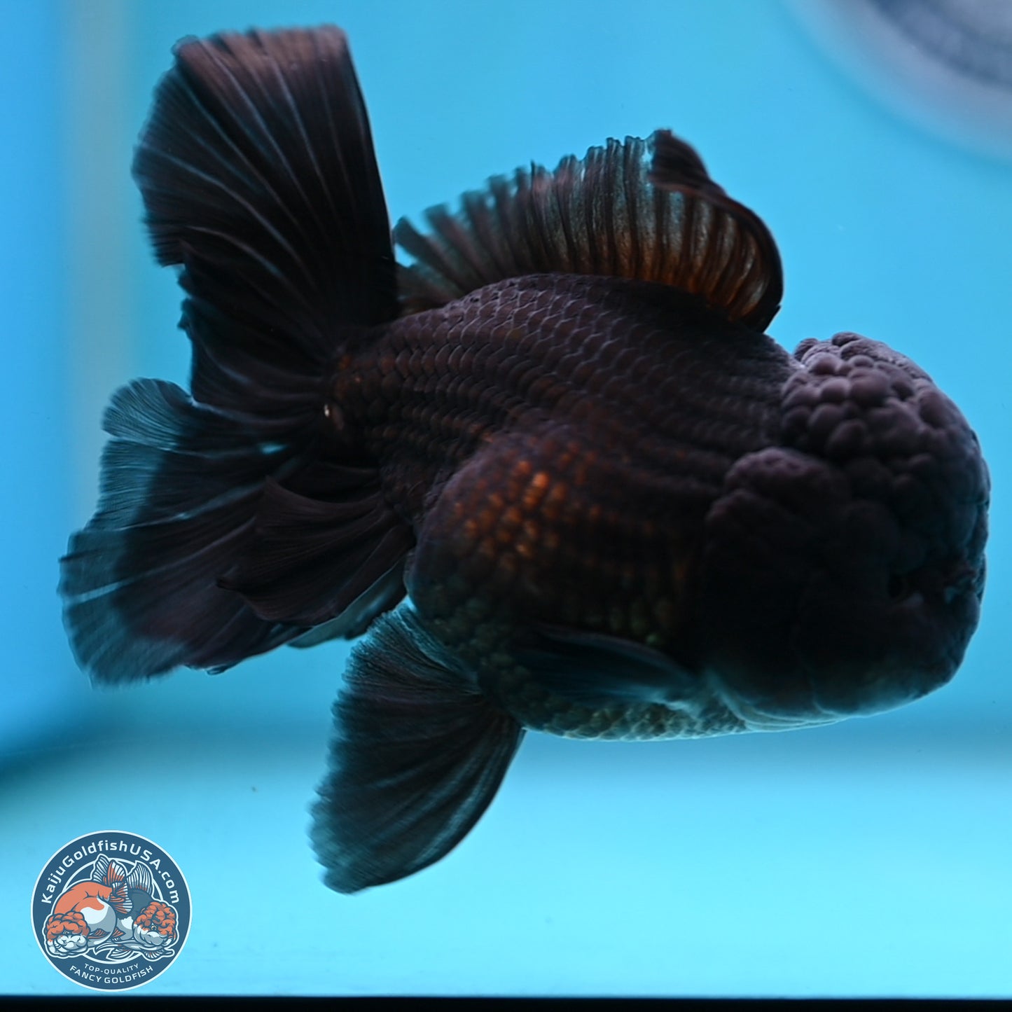 Black Rose Tail Oranda 3.75 inches Body - Male (250103_OR04) - Kaiju Goldfish USA