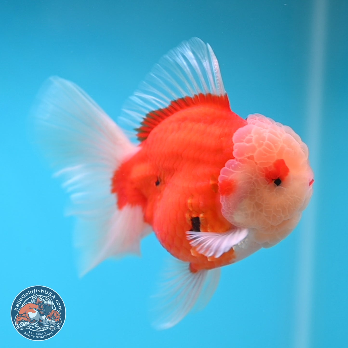 Sakura Rose Tail Oranda 3.5 inches Body - Male (250207_OR04)