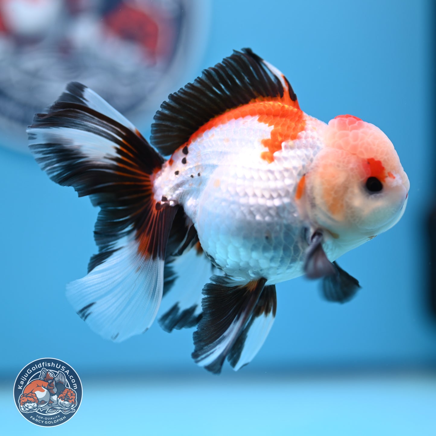 Tricolor Rose Tail Oranda 3.5in body (240809_OR04) - Kaiju Goldfish USA