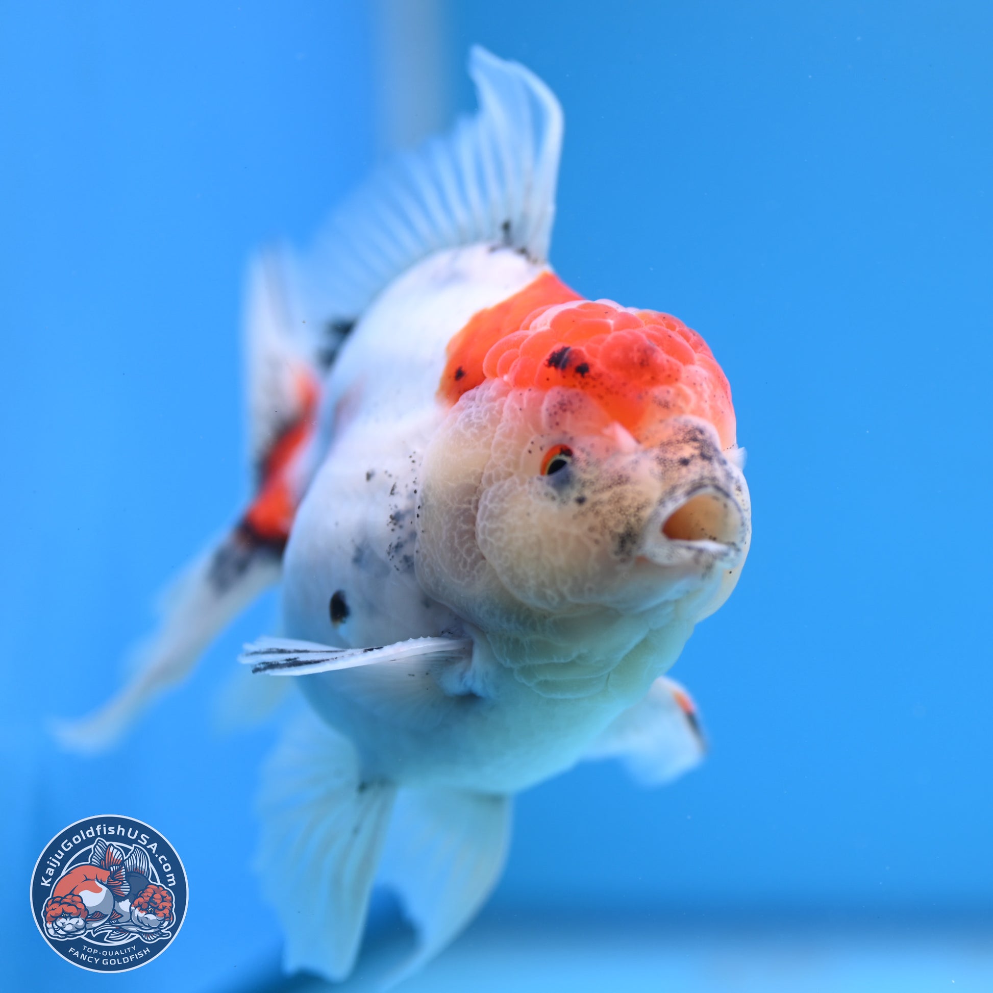 Calico Rose Tail Oranda 4-5 inches (240920_OR04) - Kaiju Goldfish USA