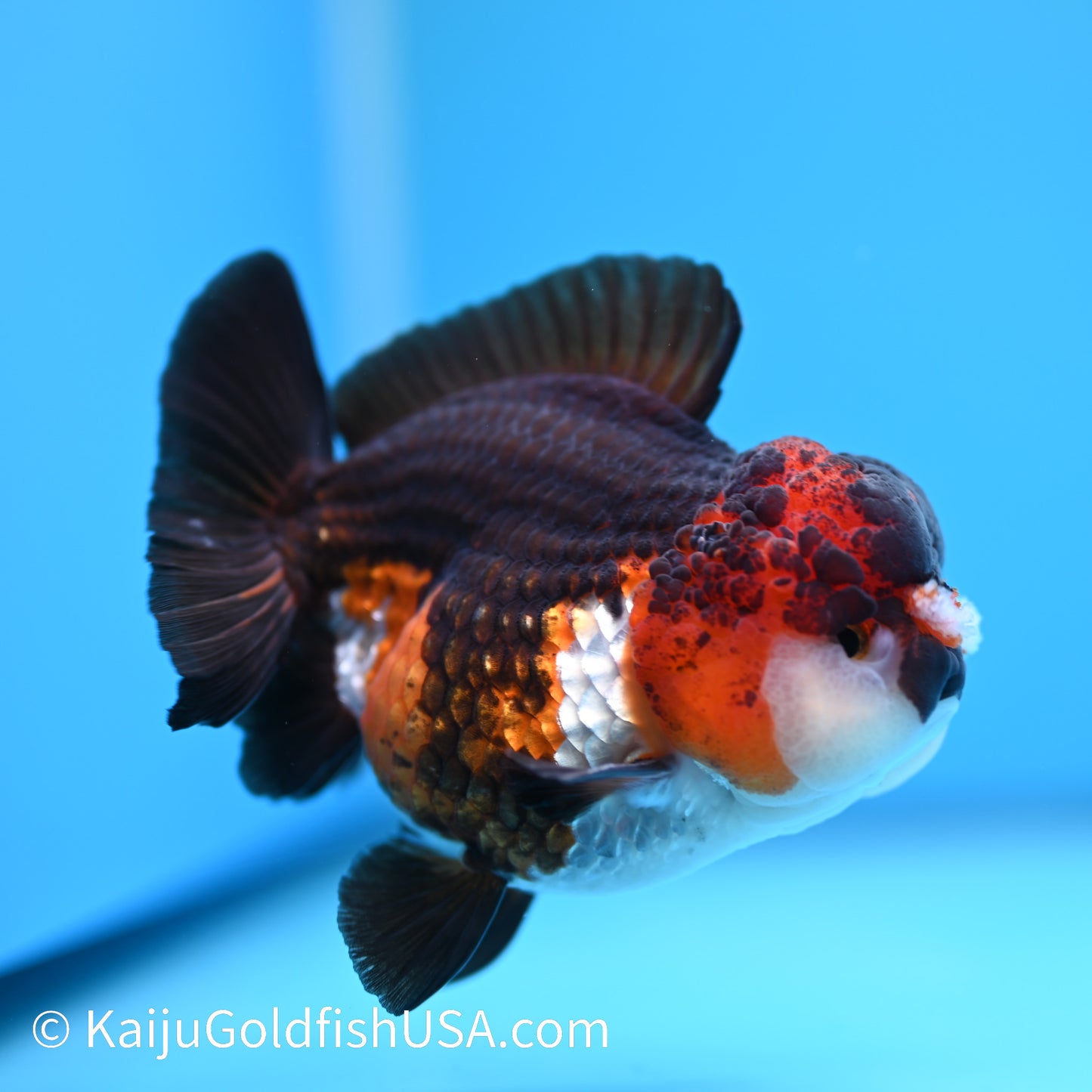 Tricolor YuanBao Oranda 4.5 inches (240510_OR04) - Kaiju Goldfish USA