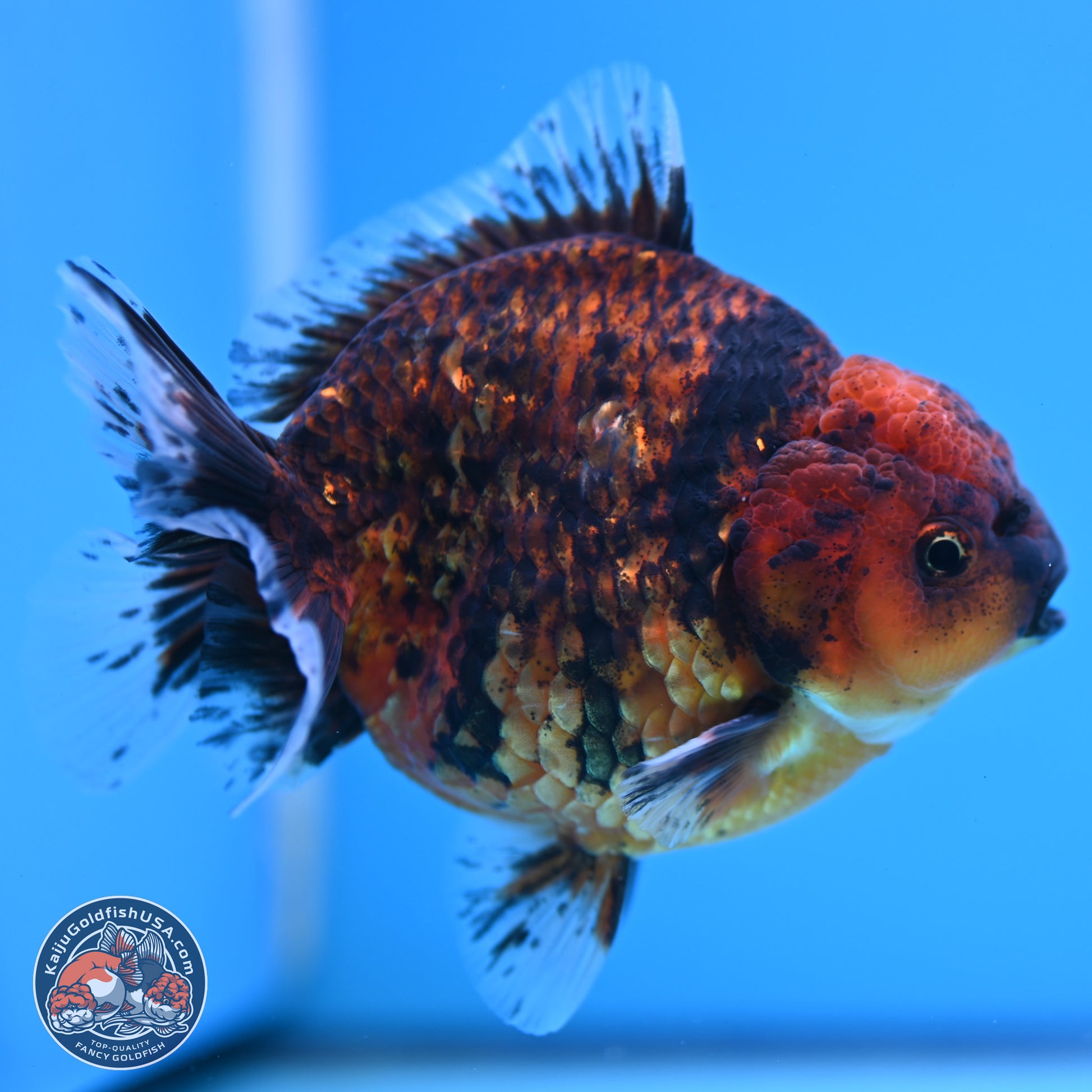 Shogun Tiger Oranda 3.75-4.5 inches (241004_OR04) - Kaiju Goldfish USA