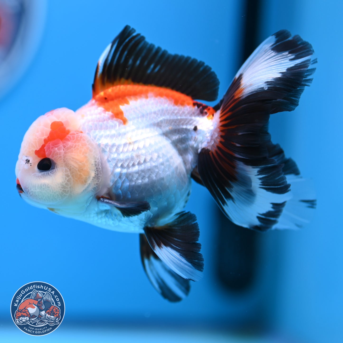 Tricolor Rose Tail Oranda 3.5in body (240809_OR04) - Kaiju Goldfish USA