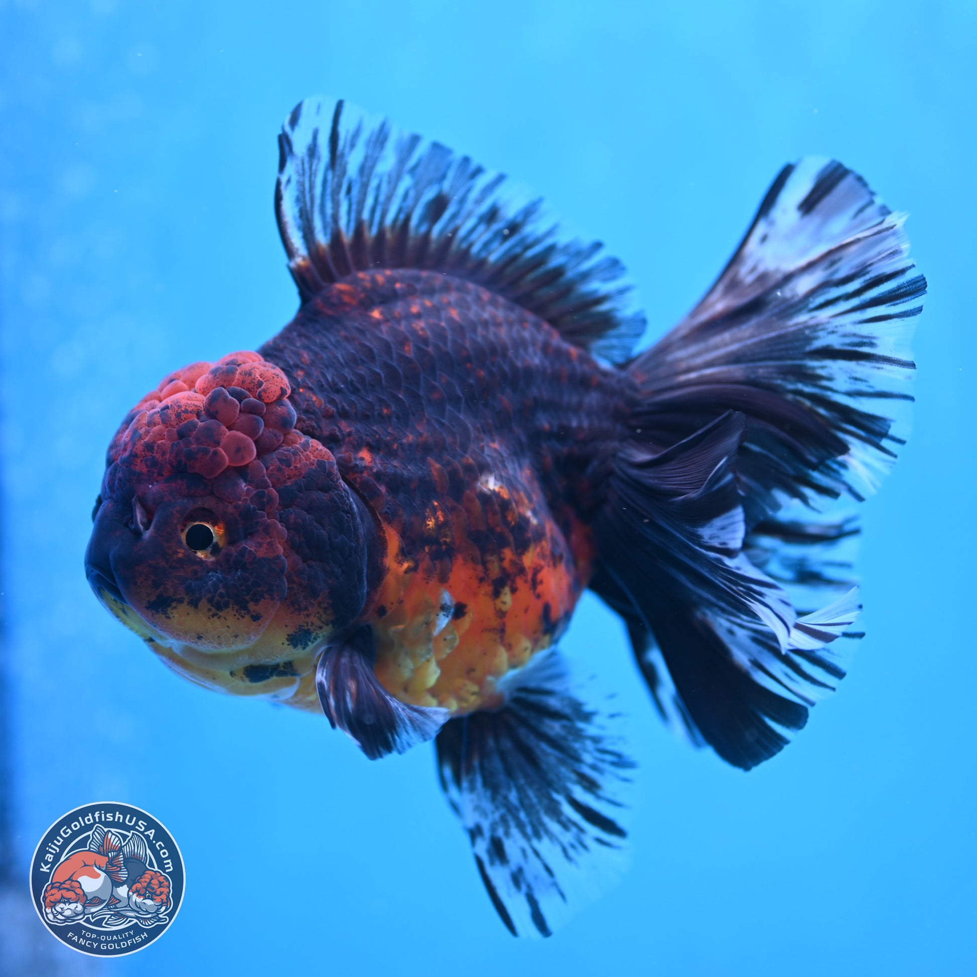 Red Kirin Rose Tail Oranda 6 inches - Male (241115_OR04) - Kaiju Goldfish USA