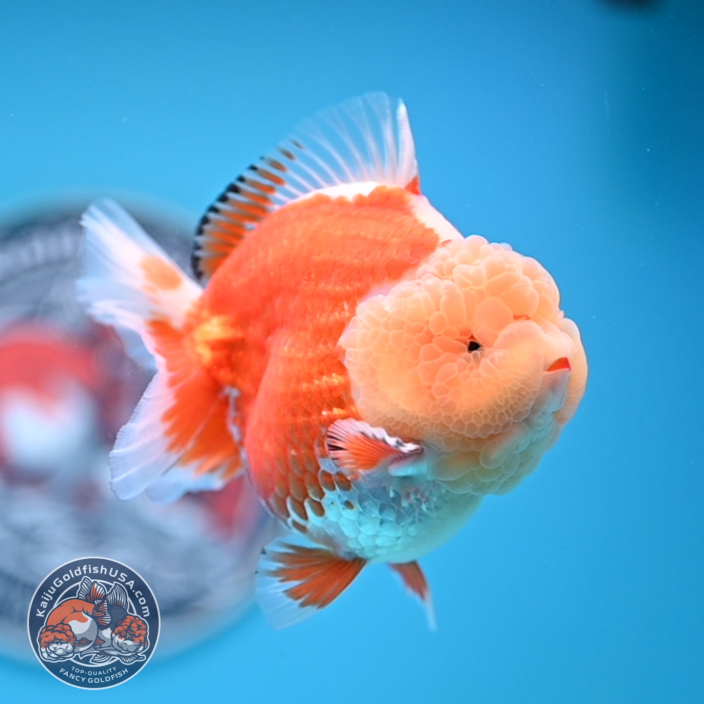 Jade Head Red White Oranda 3.5 inches Body (250523_OR04)