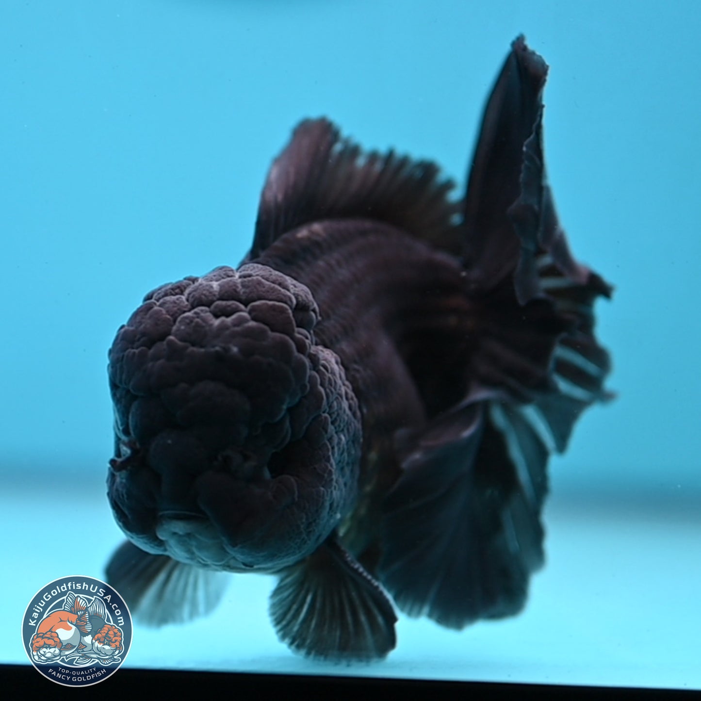 Black Rose Tail Oranda 3.75 inches Body - Male (250103_OR04) - Kaiju Goldfish USA