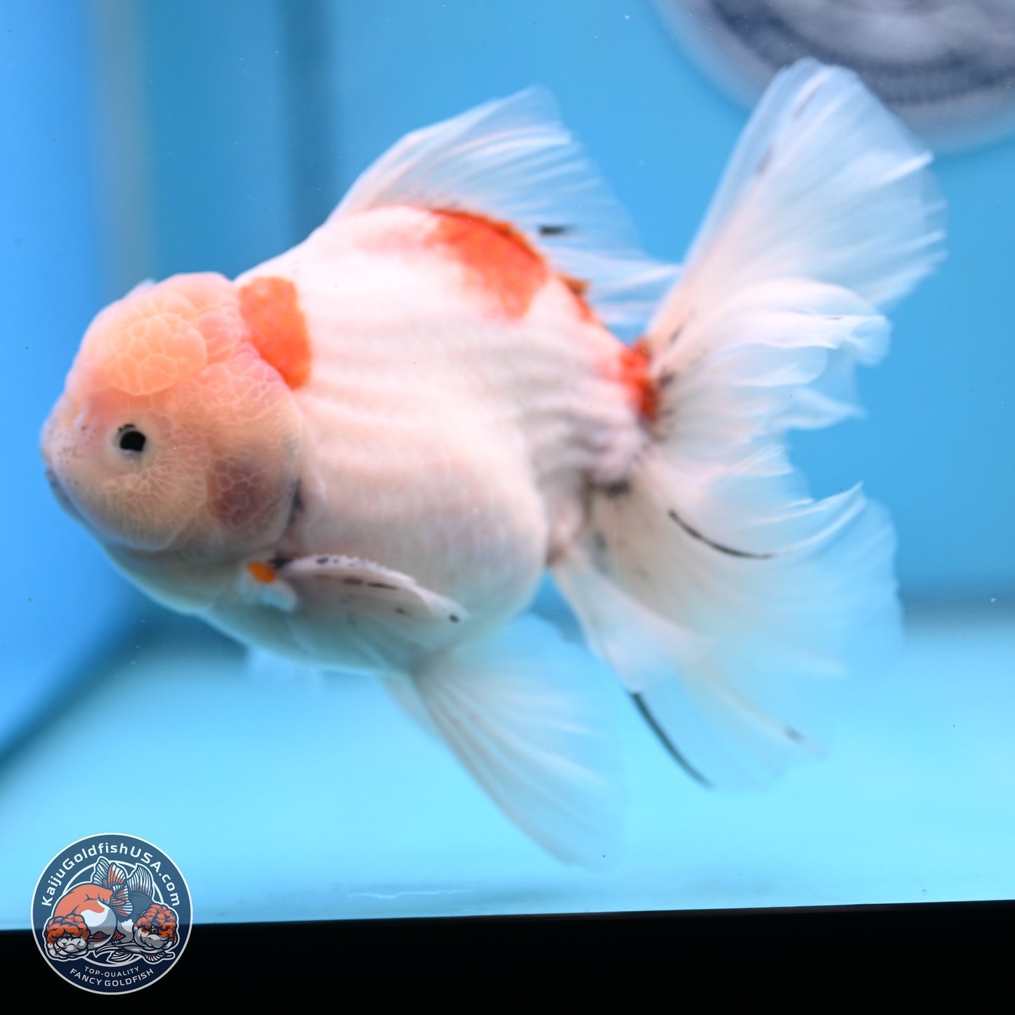 Calico Rose Tail Oranda 6 inches - Male (241122_OR04) - Kaiju Goldfish USA