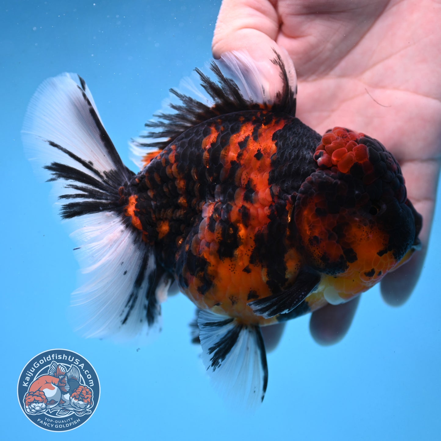 Tiger Oranda 4 inch Body (250926_OR04) - READ DESCRIPTION
