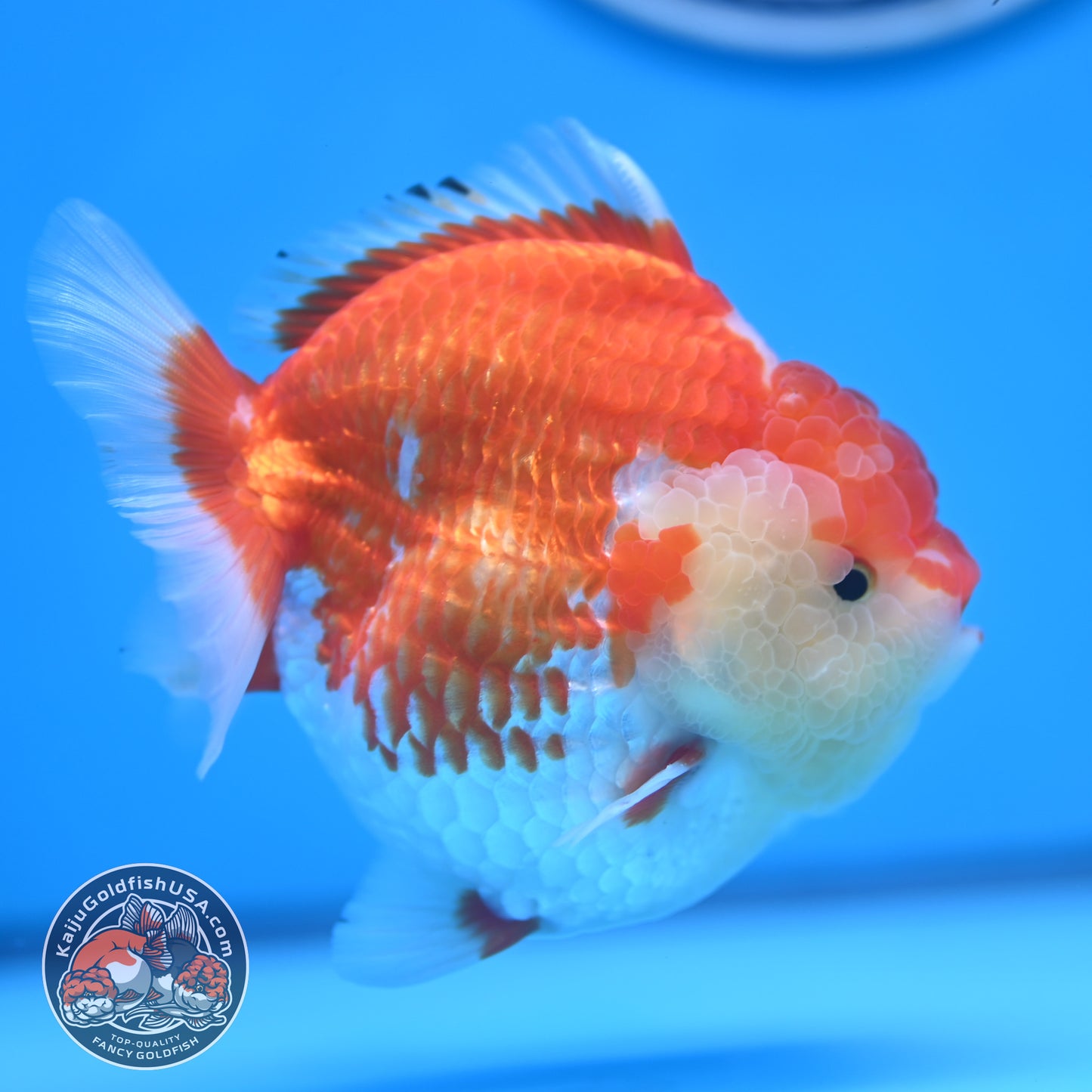 Red White Oranda 4 inches Body (250530_OR04)