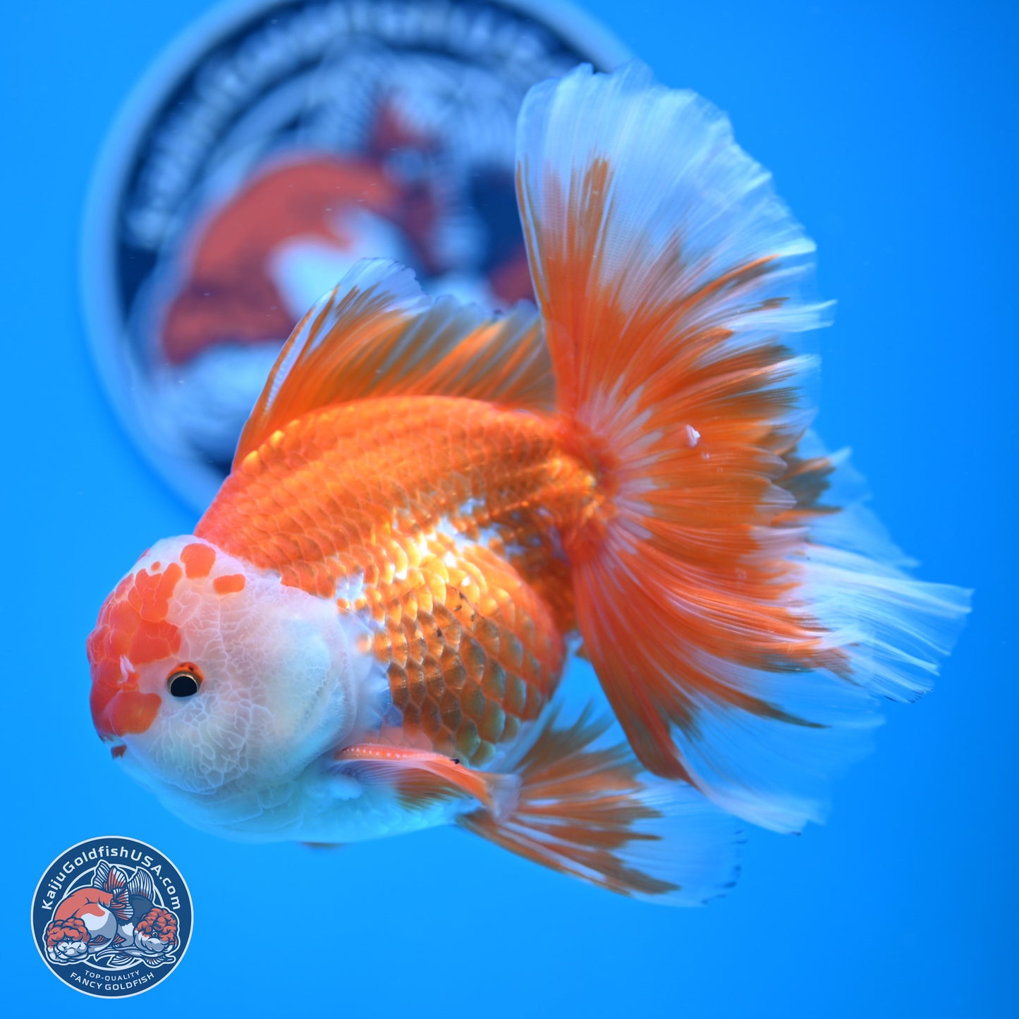 Red White Orchid Tail Oranda 4-6 inches (240906_OR04) - Kaiju Goldfish USA