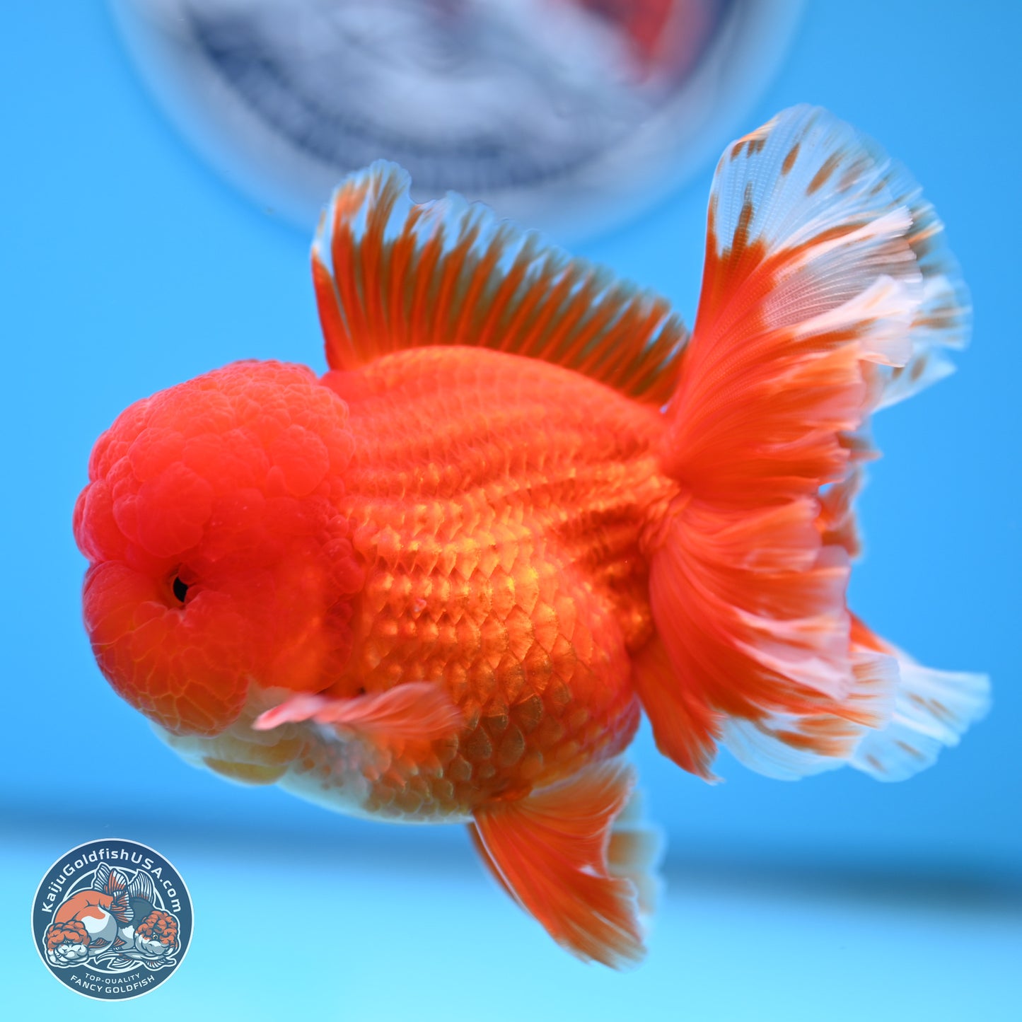 Red White Rose Tail Oranda 3.5 inches Body - Male (250314_OR04)