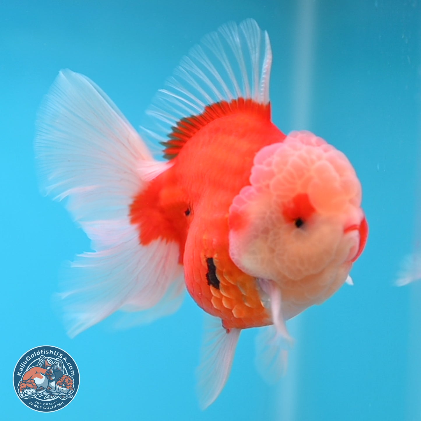 Sakura Rose Tail Oranda 3.5 inches Body - Male (250207_OR04)