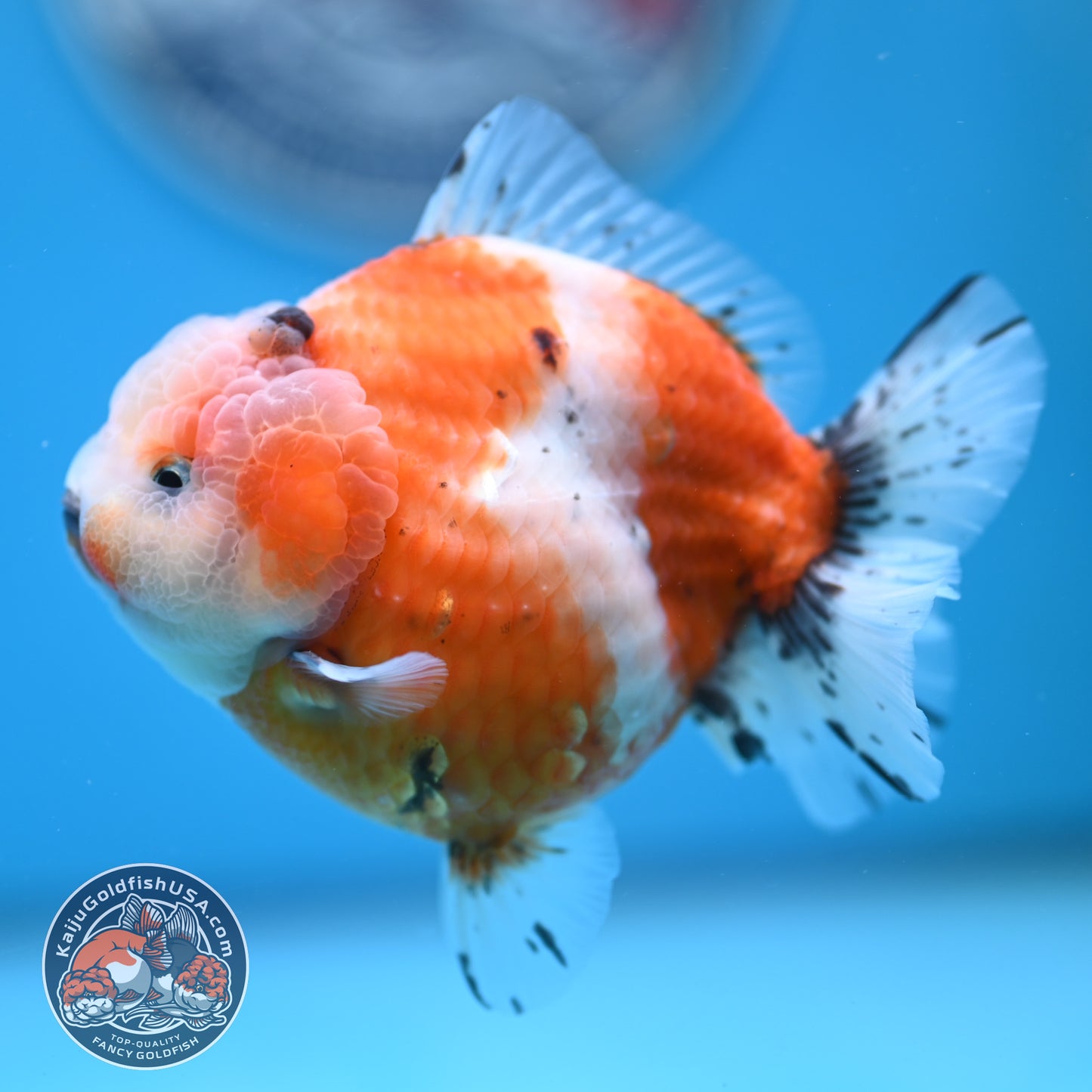 Shogun Tricolor Sakura Oranda 3.8 inches Body (250606_OR04)