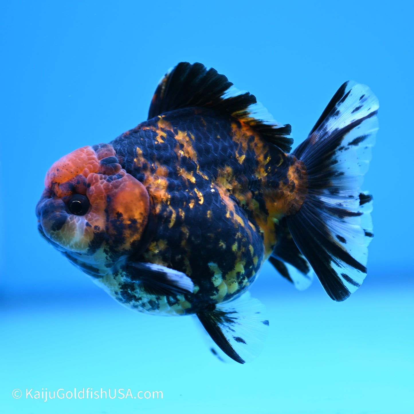 Tiger YuanBao Oranda 4 inches (240517_OR04) - Kaiju Goldfish USA