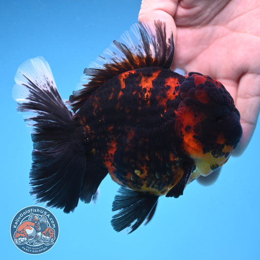 Heavy Ink Rose Tail Tiger Oranda 4 inch Body (250912_OR04)