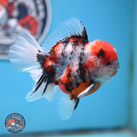Tricolor Tiger Rose Tail Oranda 3.5 inches Body - Male (250404_OR04)