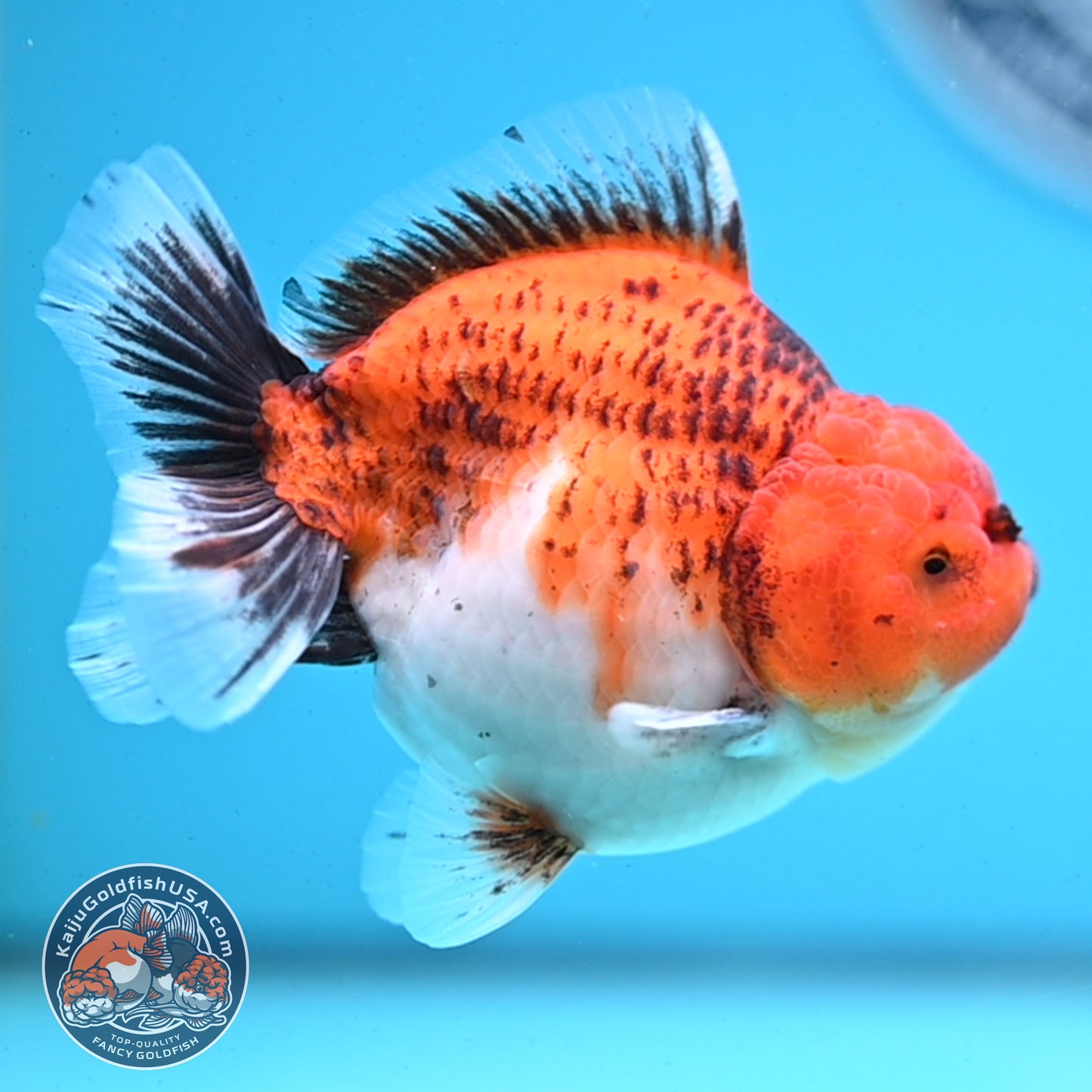Shogun Tiger Oranda 3.5 inches Body - Male (250418_OR04)
