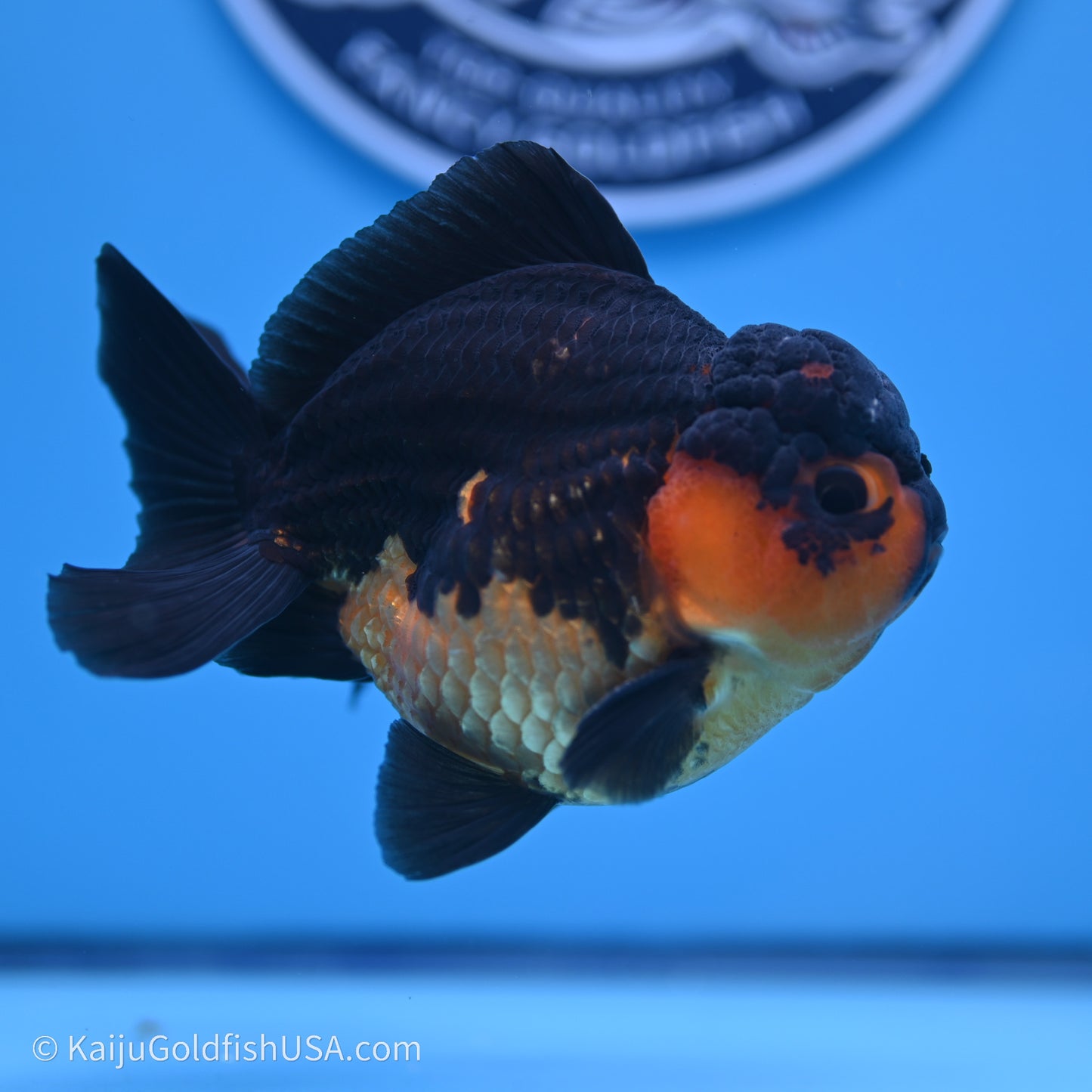 Shogun Godzilla Apache Oranda 3.5in Body (240719_OR04) - Kaiju Goldfish USA