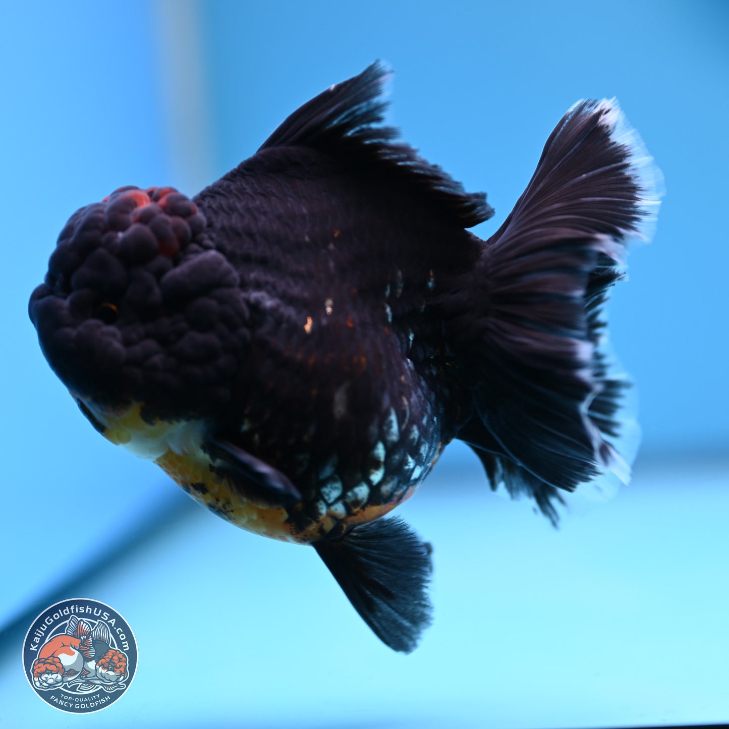 Kirin Rose Tail Oranda 4.5 inches (241101_OR04) - Kaiju Goldfish USA