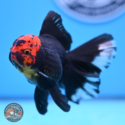 Red Head Black Body Orchid Tail Oranda 3.25in Body (240830_OR04) - Kaiju Goldfish USA