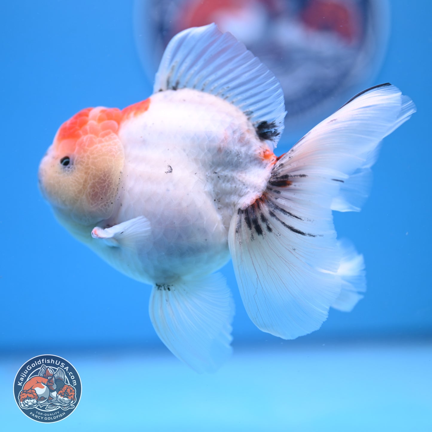 Calico Rose Tail Oranda 4-5 inches (240920_OR04) - Kaiju Goldfish USA