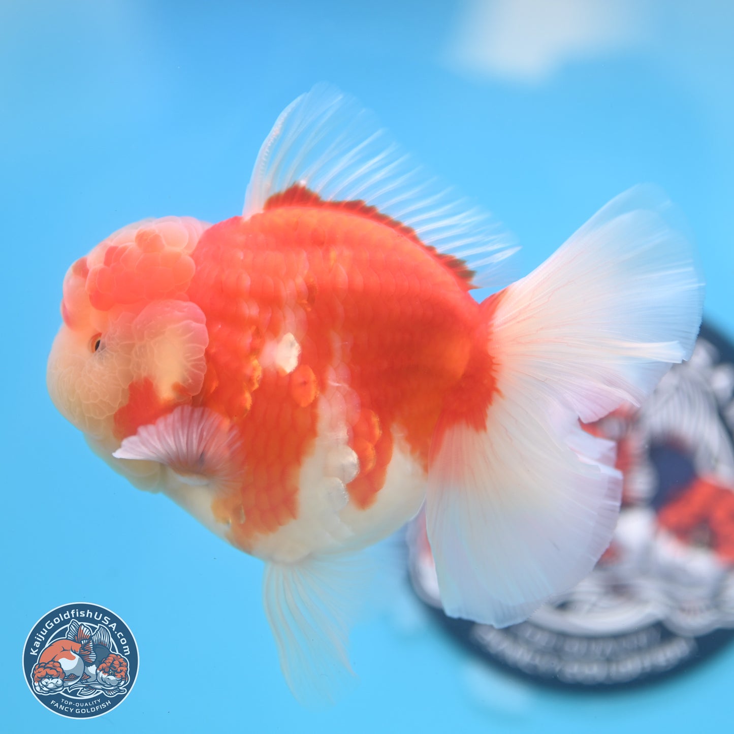 Sakura Rose Tail Oranda 3.5 inches Body - Male (250214_OR04)