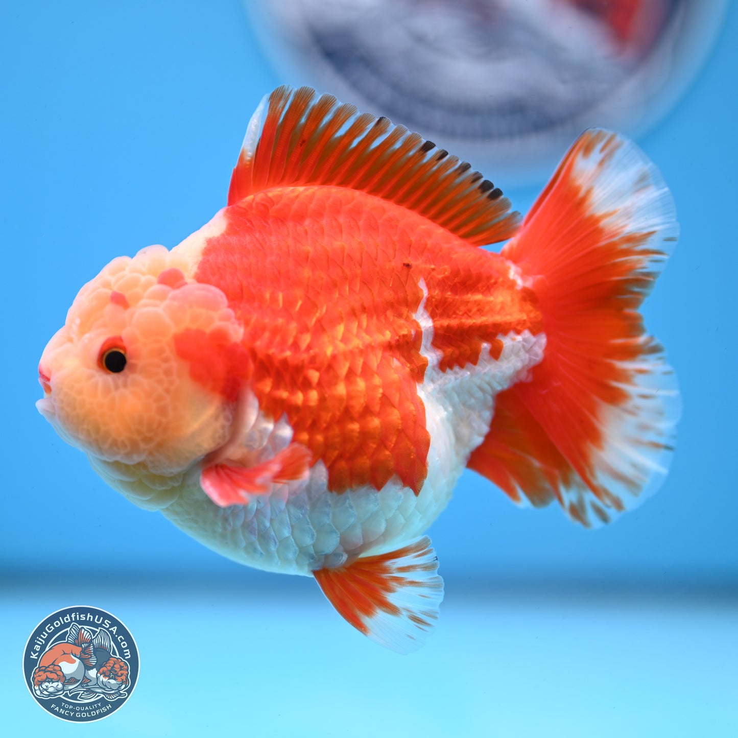 Jade Head Red White YuanBao Oranda 3.5 inches Body - Male (250228_OR04)