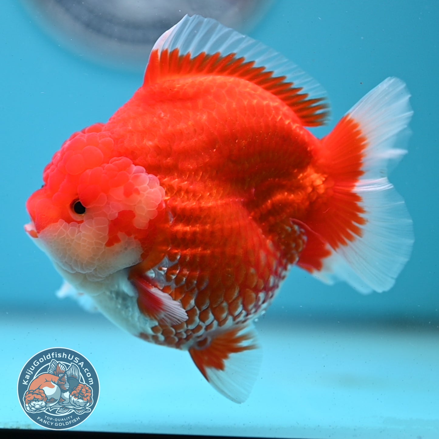 Red White YuanBao Oranda 4 inches Body (250509_OR04)