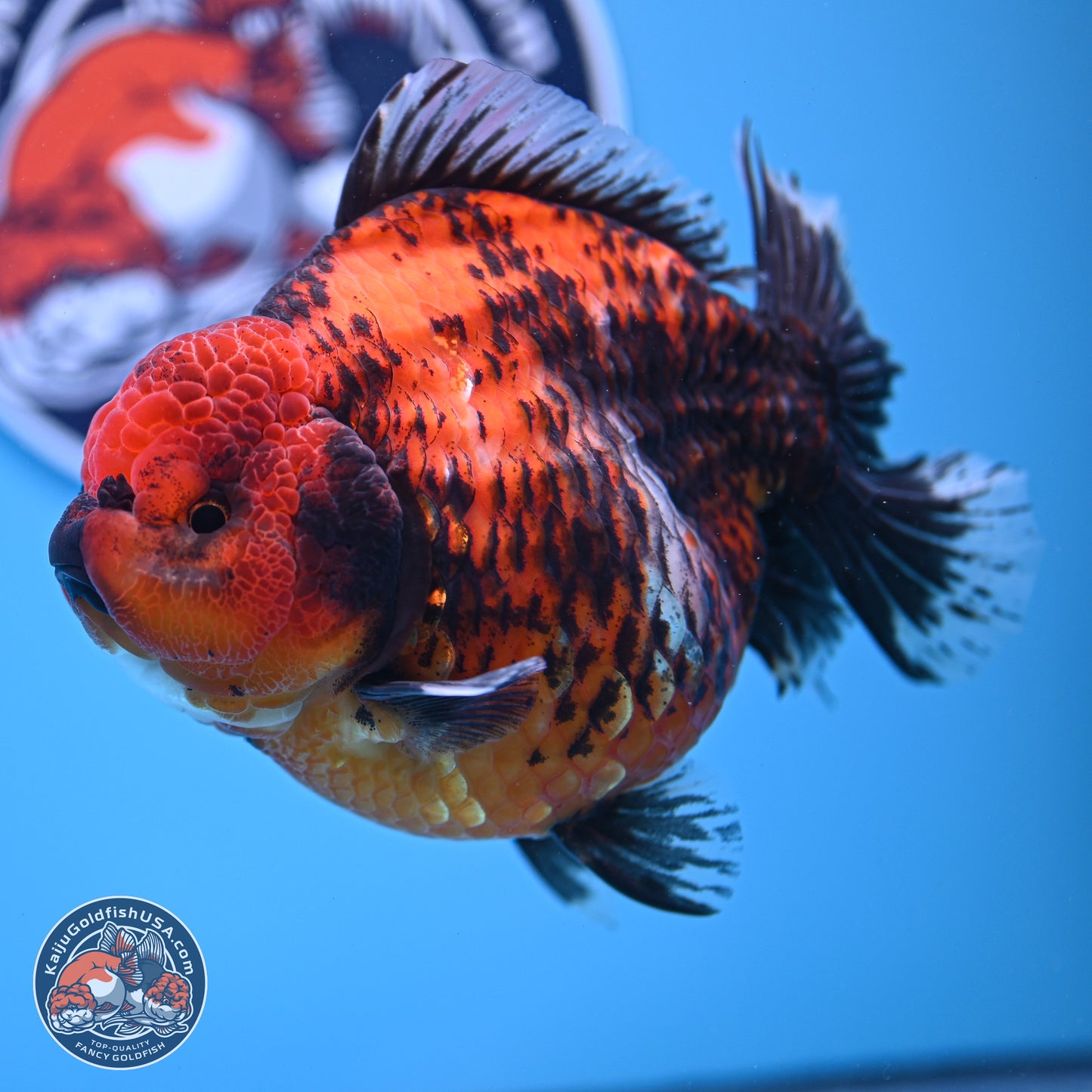 Jumbo Shogun Godzilla Red Kirin Oranda 5.2in Body (240823_OR4)- Overnight shipping only - Kaiju Goldfish USA