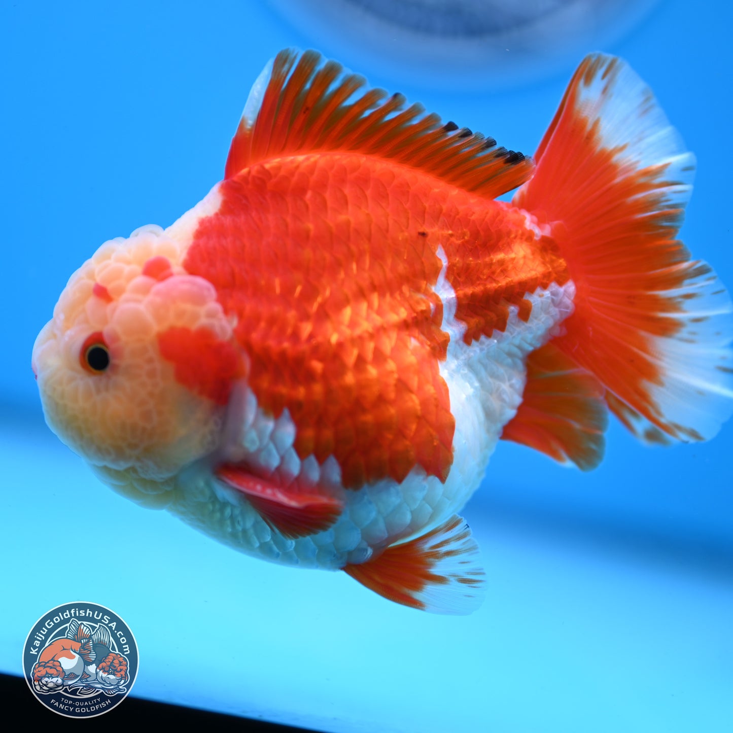 Jade Head Red White YuanBao Oranda 3.5 inches Body - Male (250228_OR04)