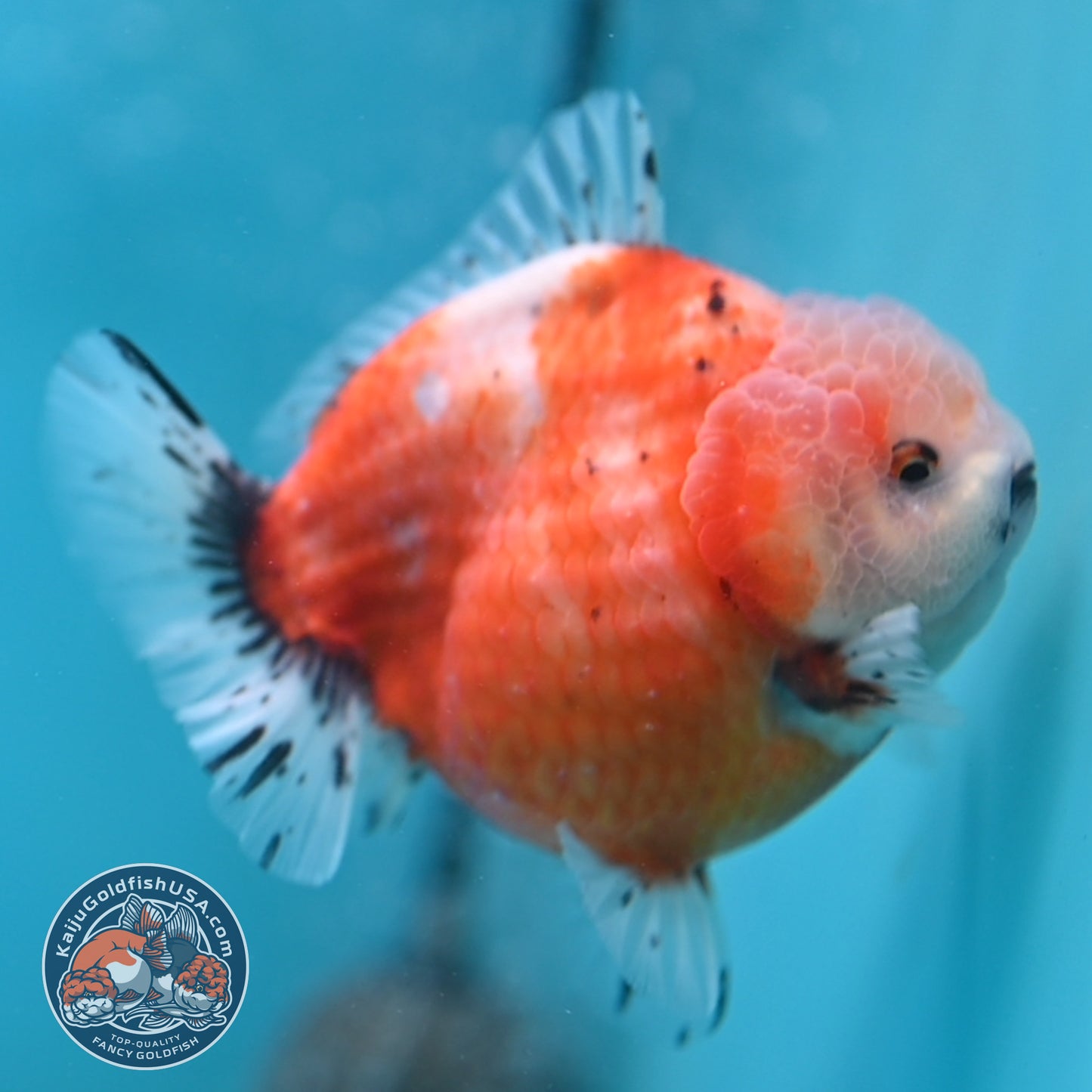 Shogun Tricolor Sakura Oranda 3.8 inches Body (250606_OR04)
