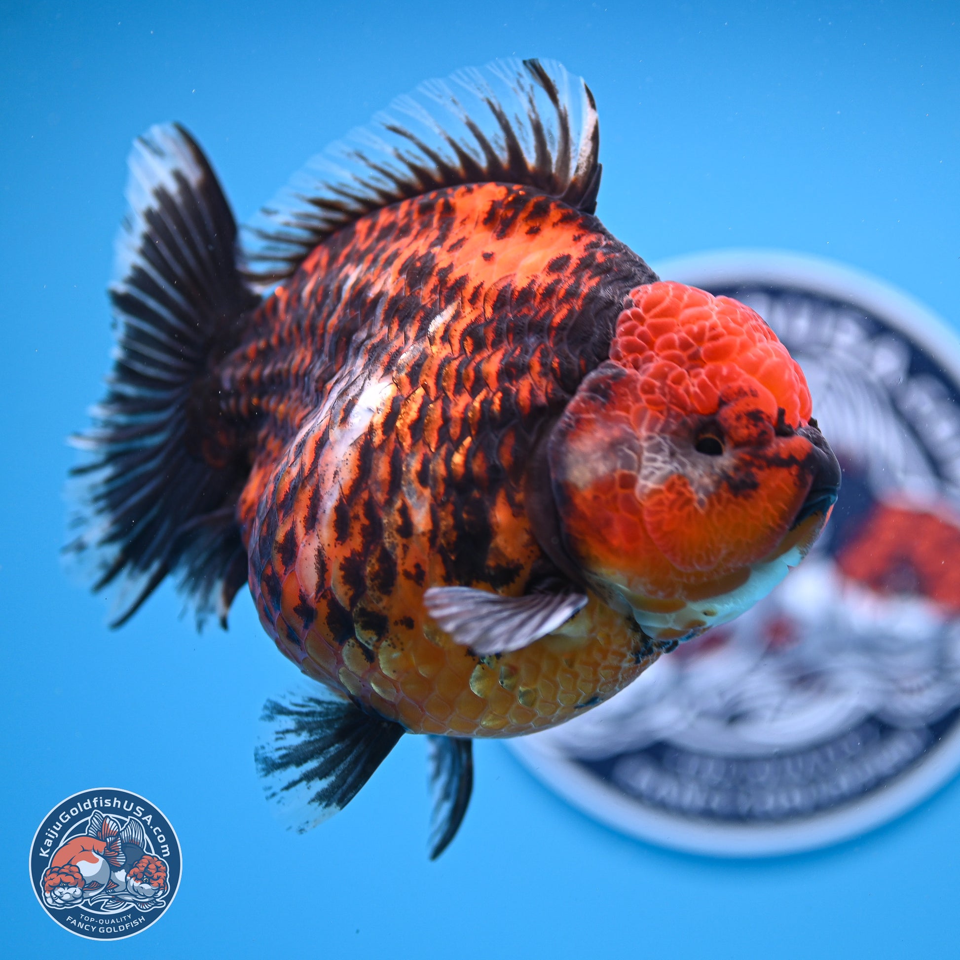 Jumbo Shogun Godzilla Red Kirin Oranda 5.2in Body (240823_OR4)- Overnight shipping only - Kaiju Goldfish USA