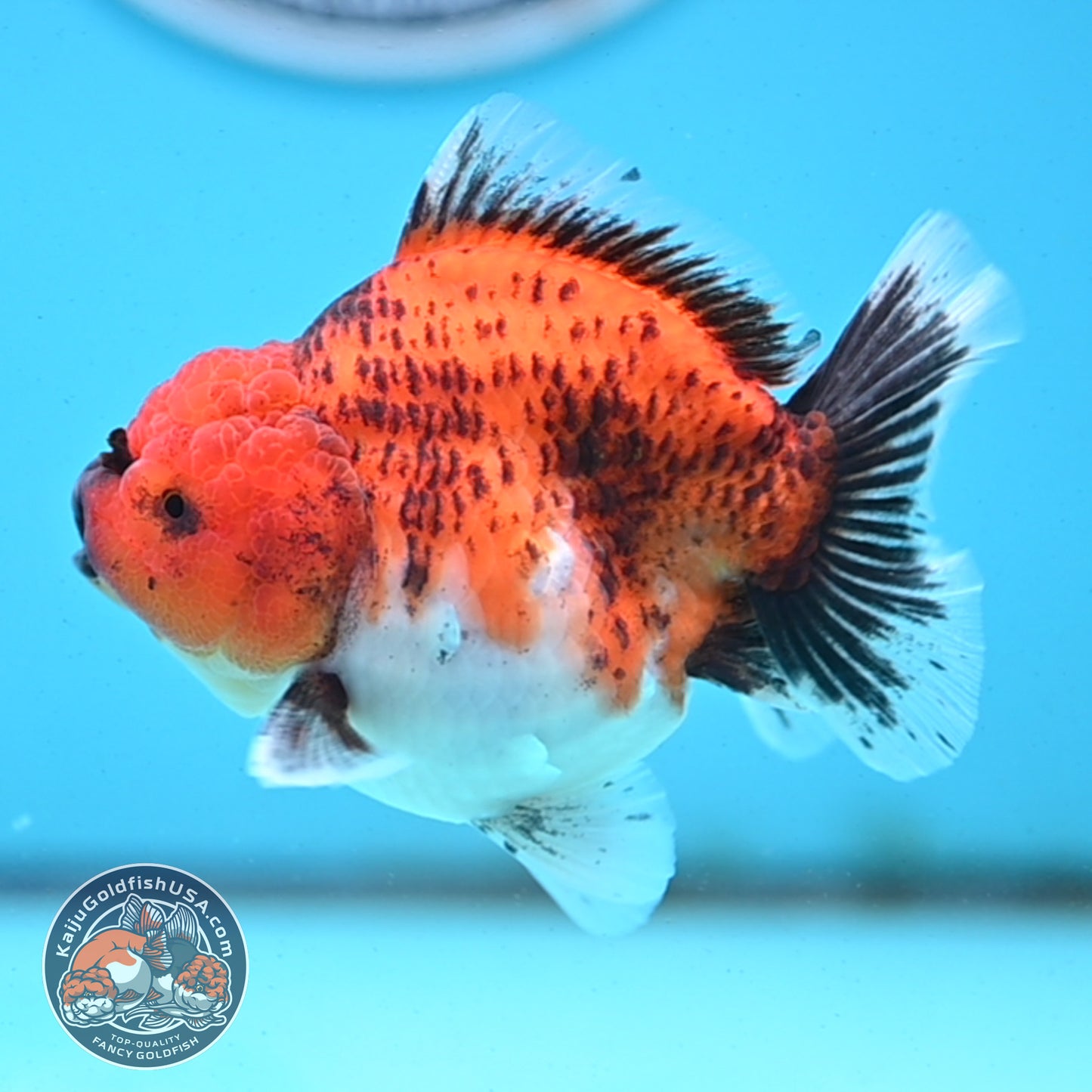 Shogun Tiger Oranda 3.5 inches Body - Male (250418_OR04)