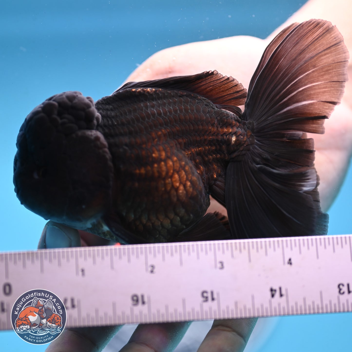 Black Rose Tail Oranda 3.75 inches Body - Male (250103_OR04) - Kaiju Goldfish USA