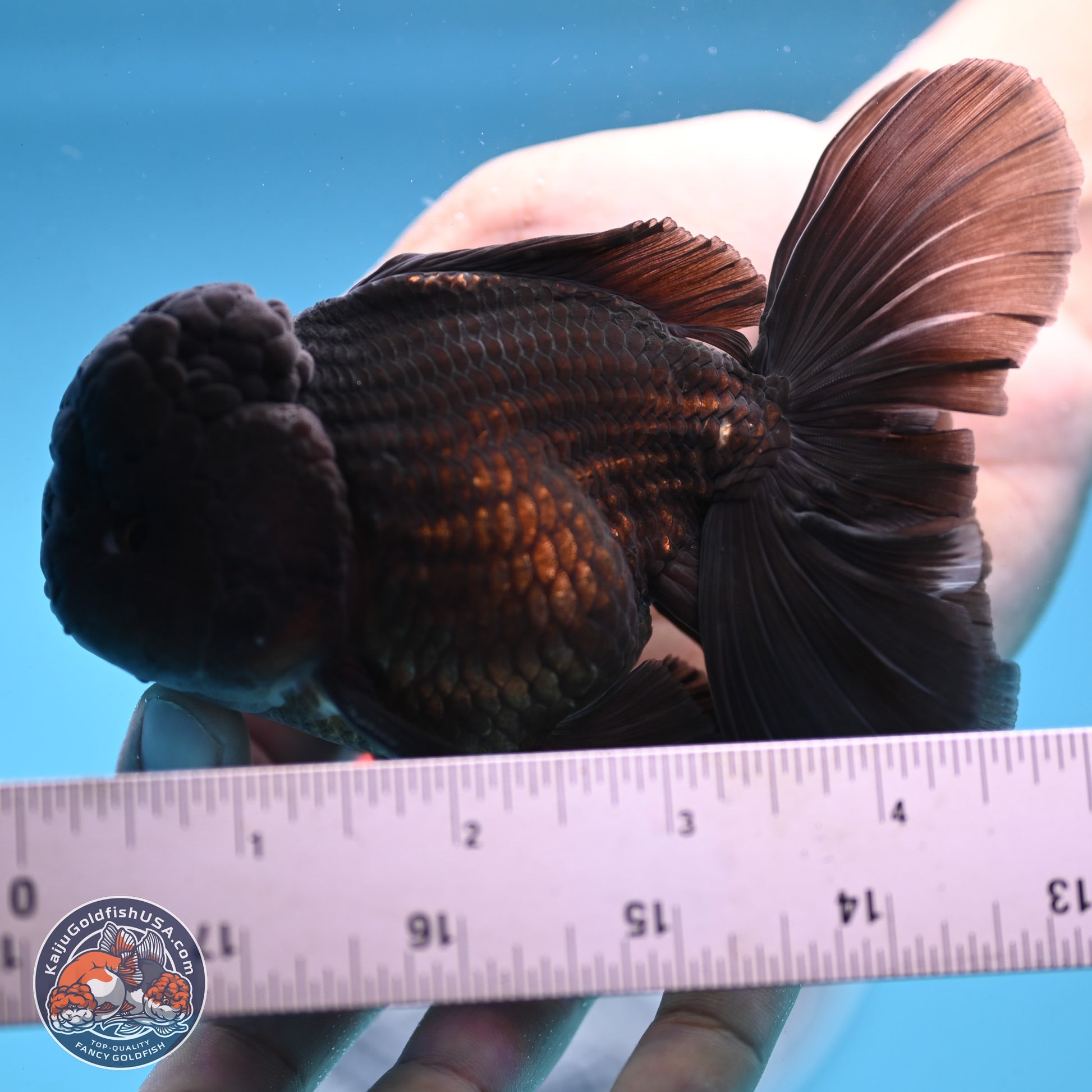 Black Rose Tail Oranda 3.75 inches Body - Male (250103_OR04) - Kaiju Goldfish USA