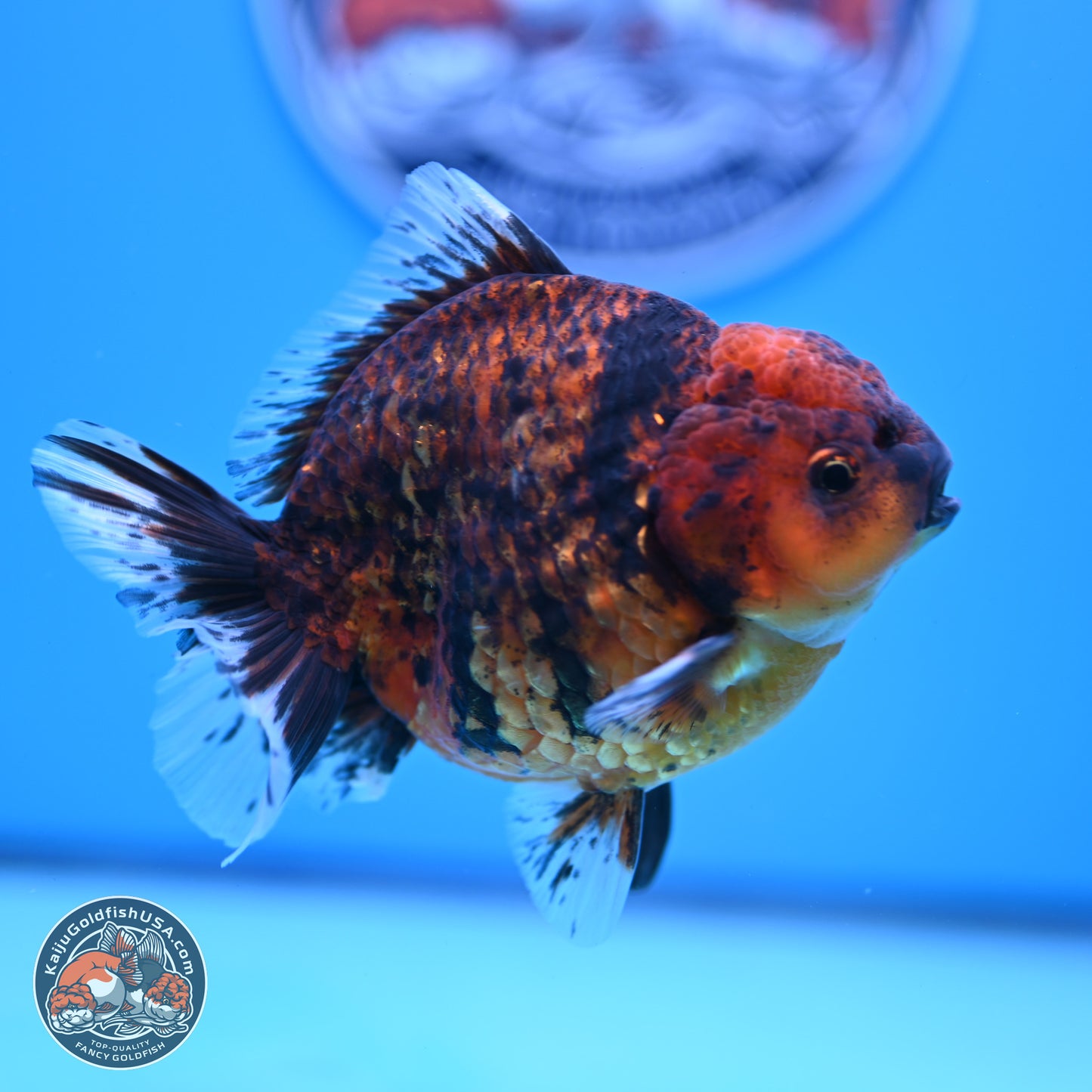 Shogun Tiger Oranda 3.75-4.5 inches (241004_OR04) - Kaiju Goldfish USA