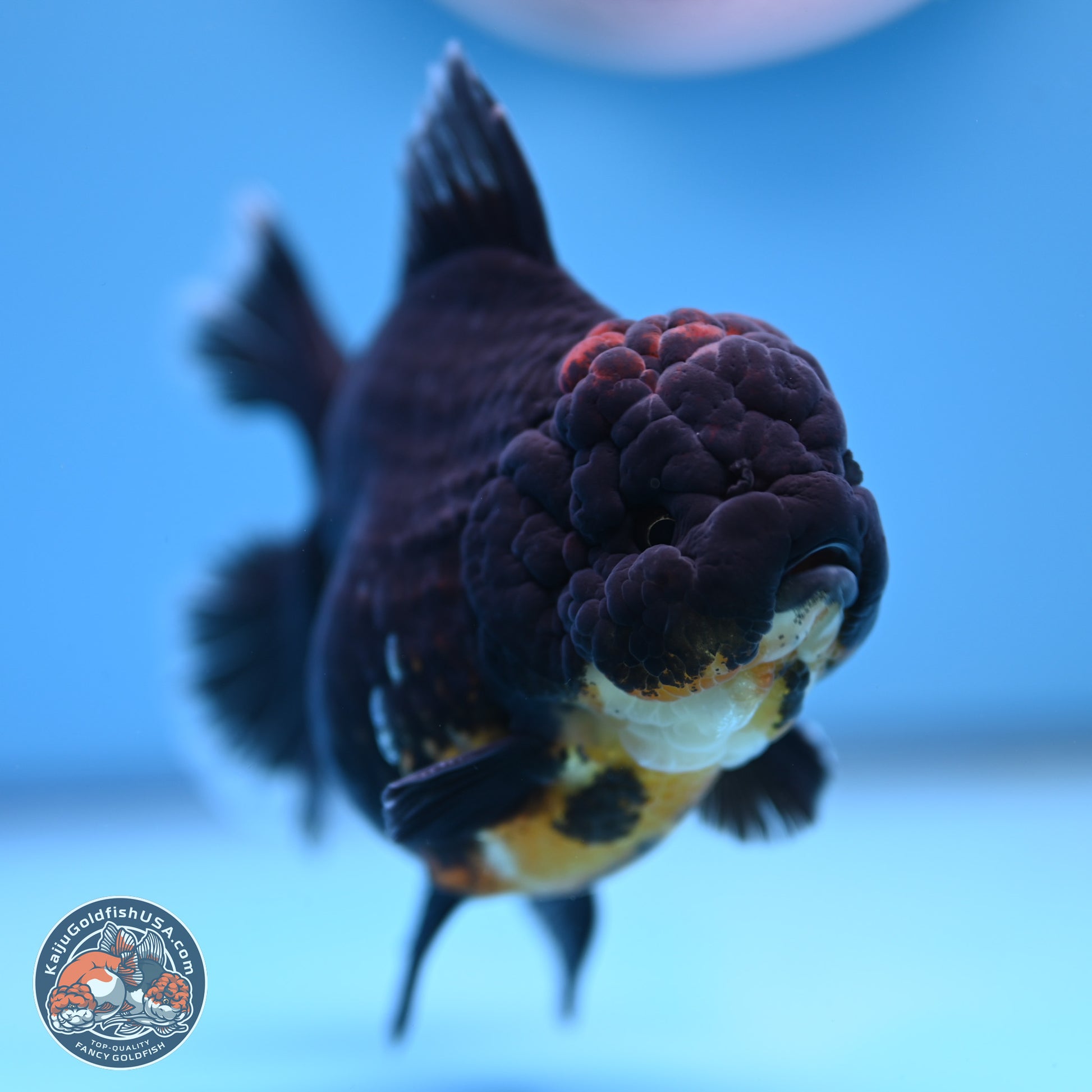 Kirin Rose Tail Oranda 4.5 inches (241101_OR04) - Kaiju Goldfish USA