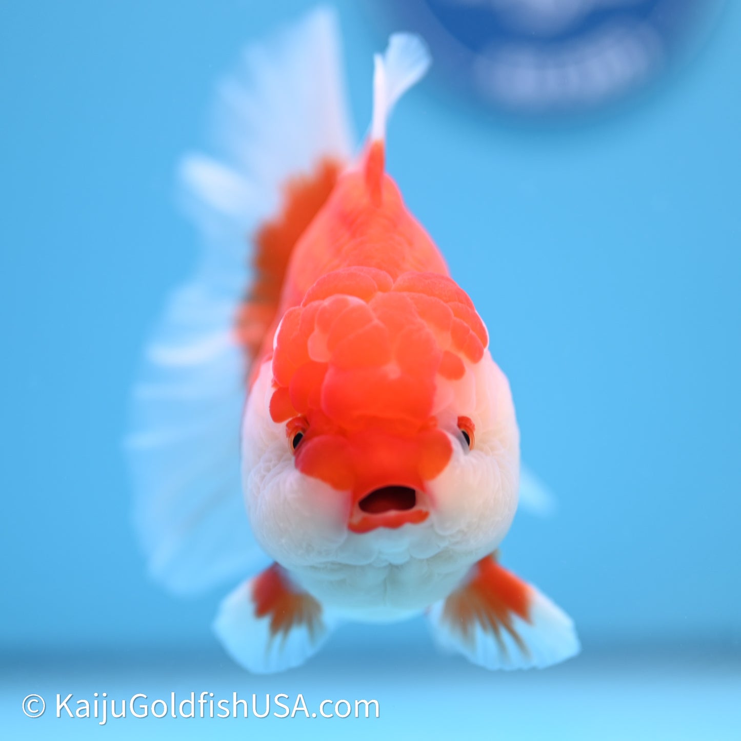 Red White Rose Tail Oranda 4in Body (240621_OR04) - Kaiju Goldfish USA