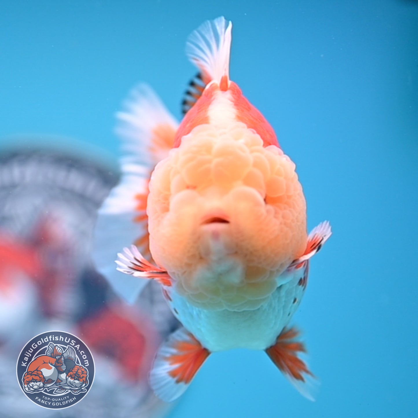Jade Head Red White Oranda 3.5 inches Body (250523_OR04)