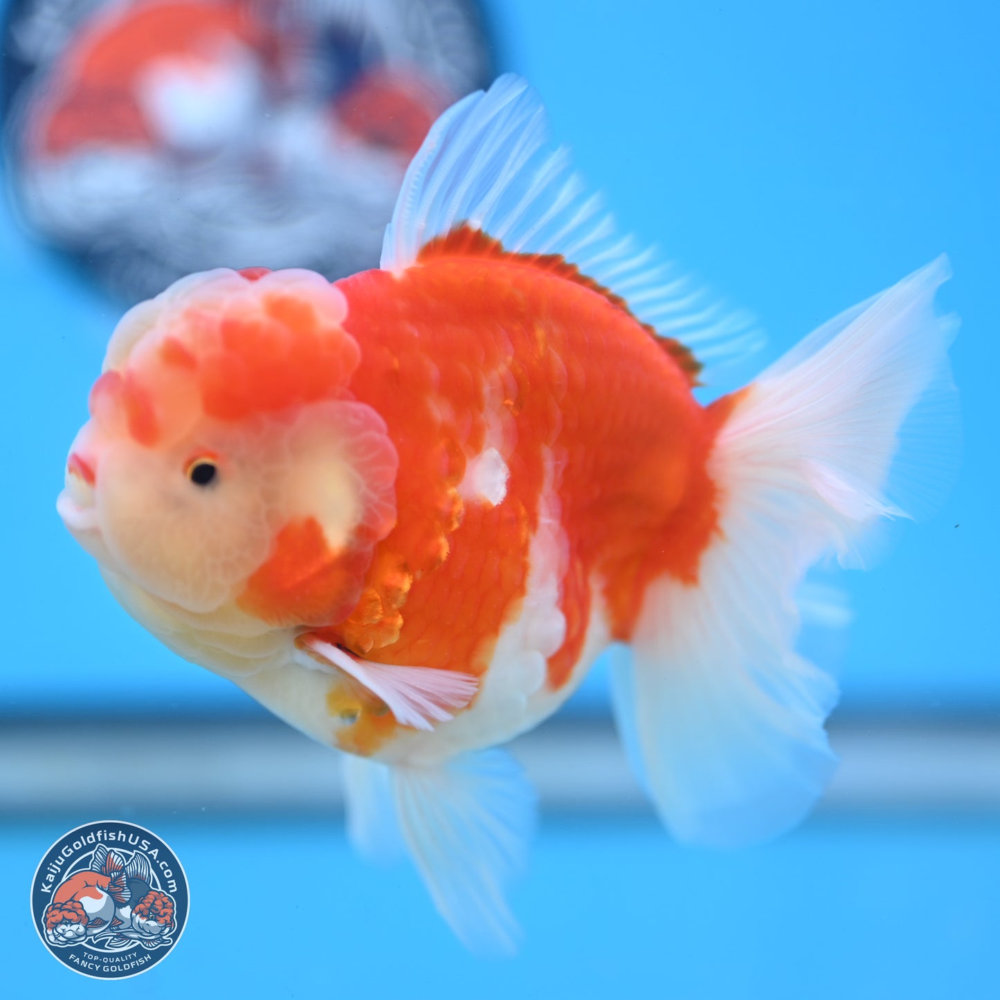 Sakura Rose Tail Oranda 3.5 inches Body - Male (250214_OR04)