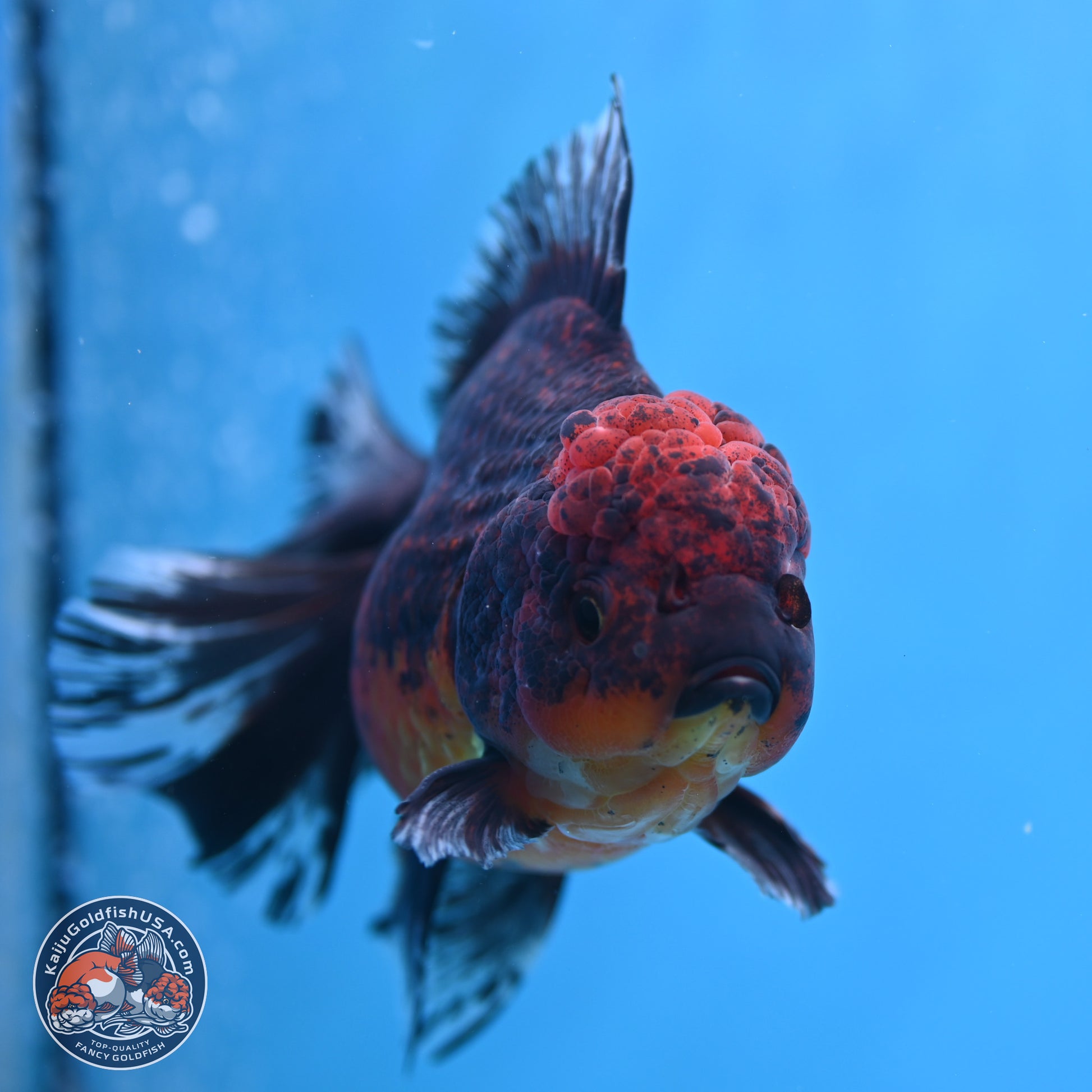 Red Kirin Rose Tail Oranda 6 inches - Male (241115_OR04) - Kaiju Goldfish USA