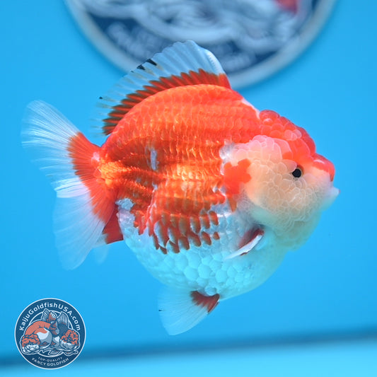 Red White Oranda 4 inches Body (250530_OR04)