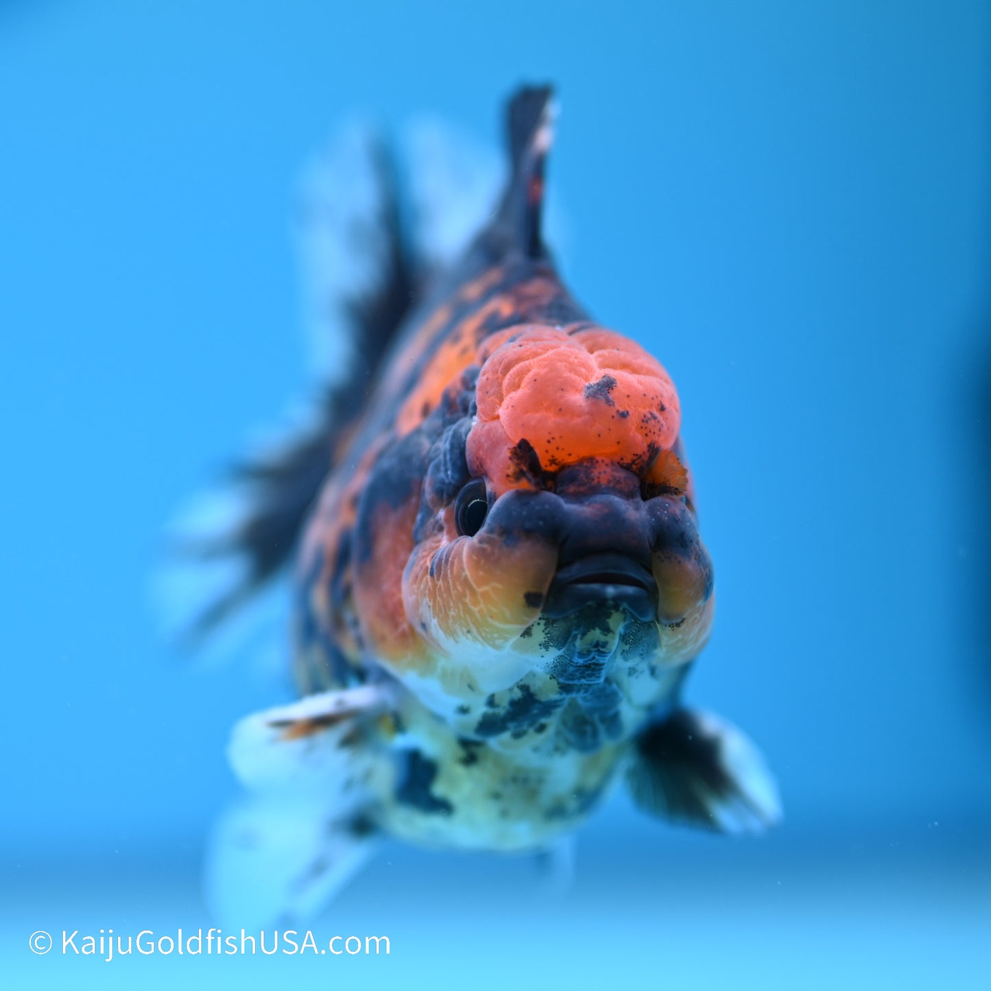 Tiger YuanBao Oranda 4 inches (240517_OR04) - Kaiju Goldfish USA