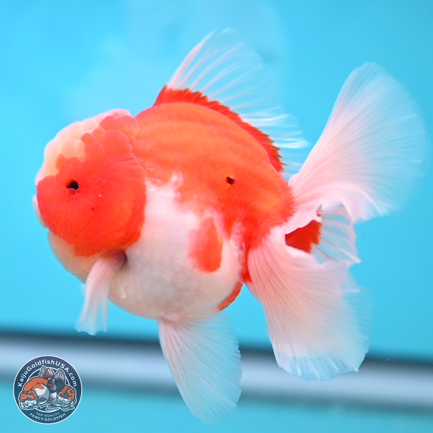 Sakura Rose Tail Oranda 3.5 inches Body - Male (250207_OR04)