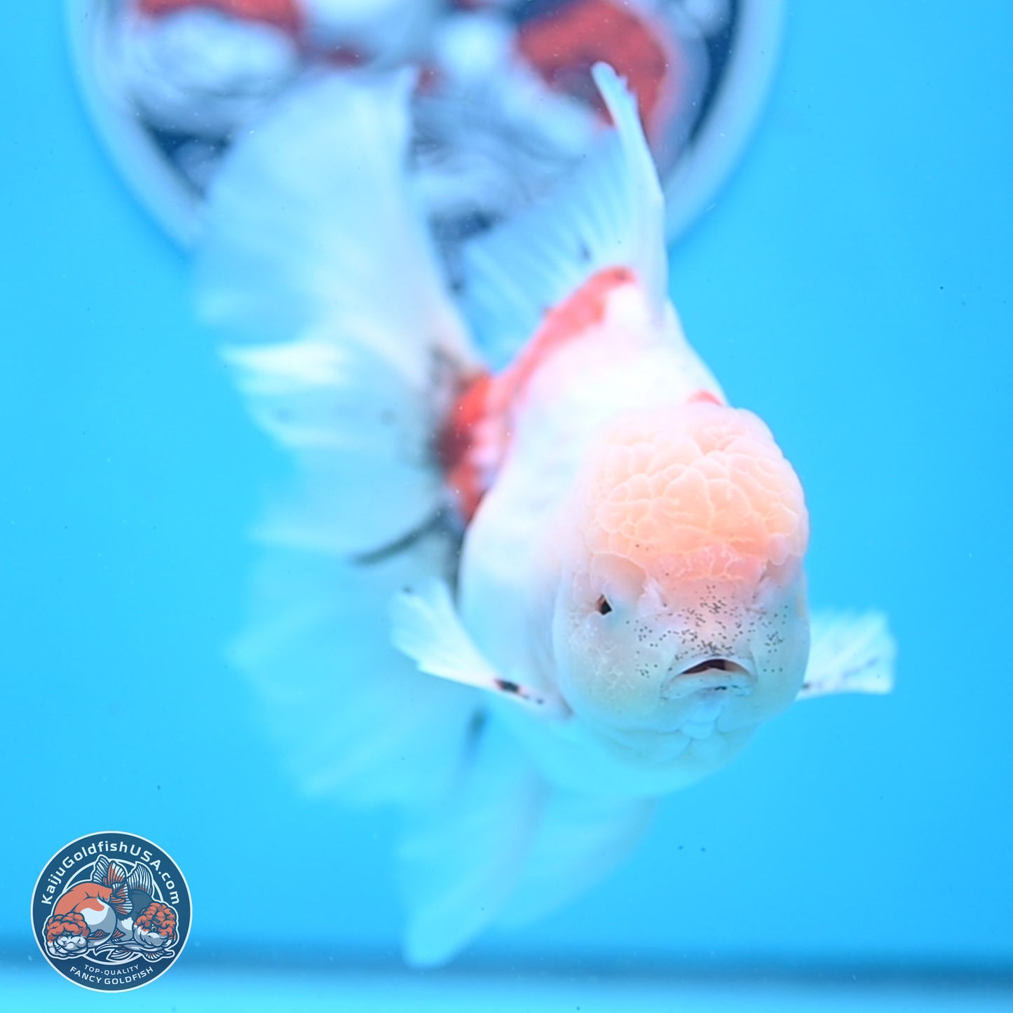 Calico Rose Tail Oranda 6 inches - Male (241122_OR04) - Kaiju Goldfish USA